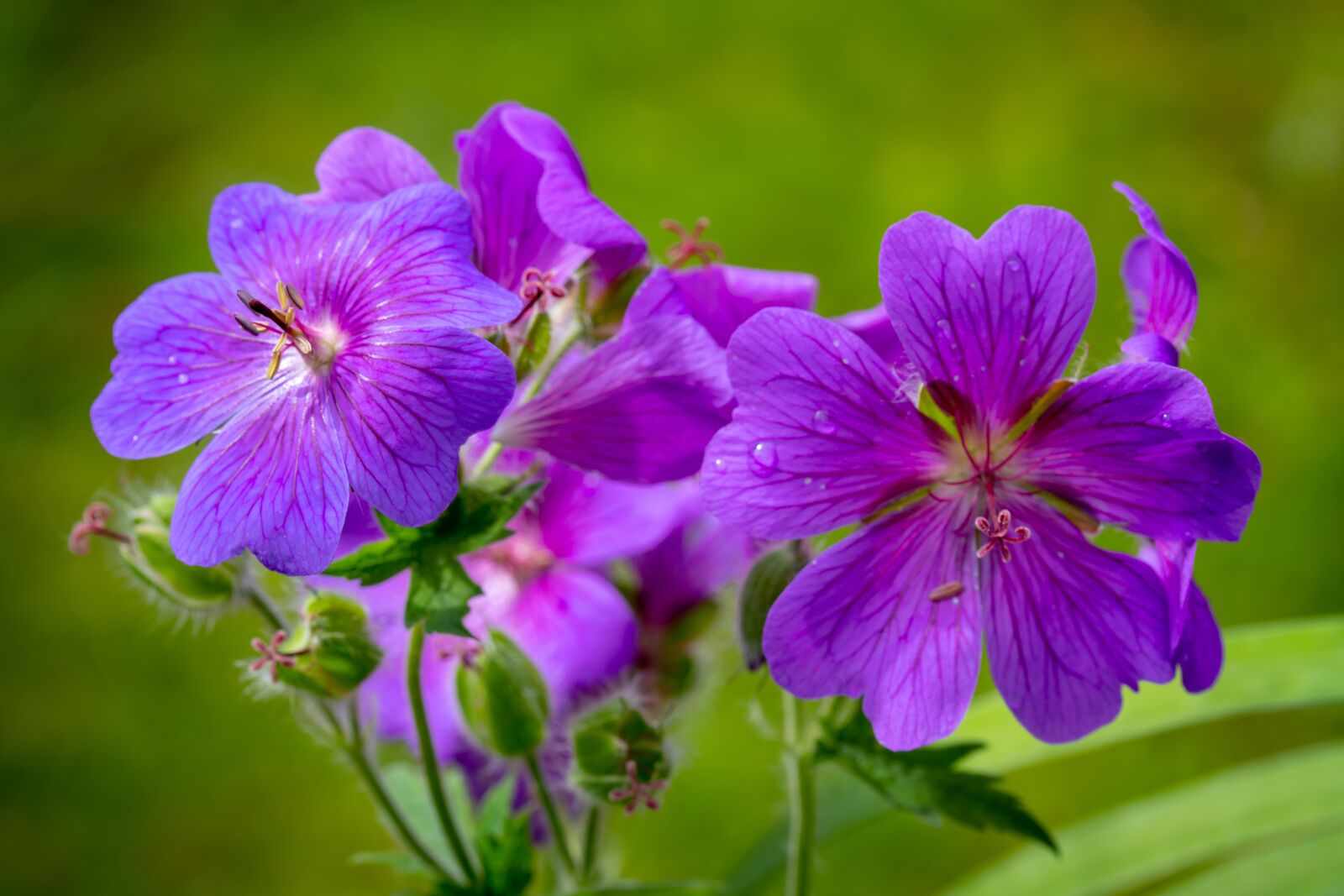 Canon EF-S 60mm F2.8 Macro USM sample photo. Cranesbill, flower, blossom photography