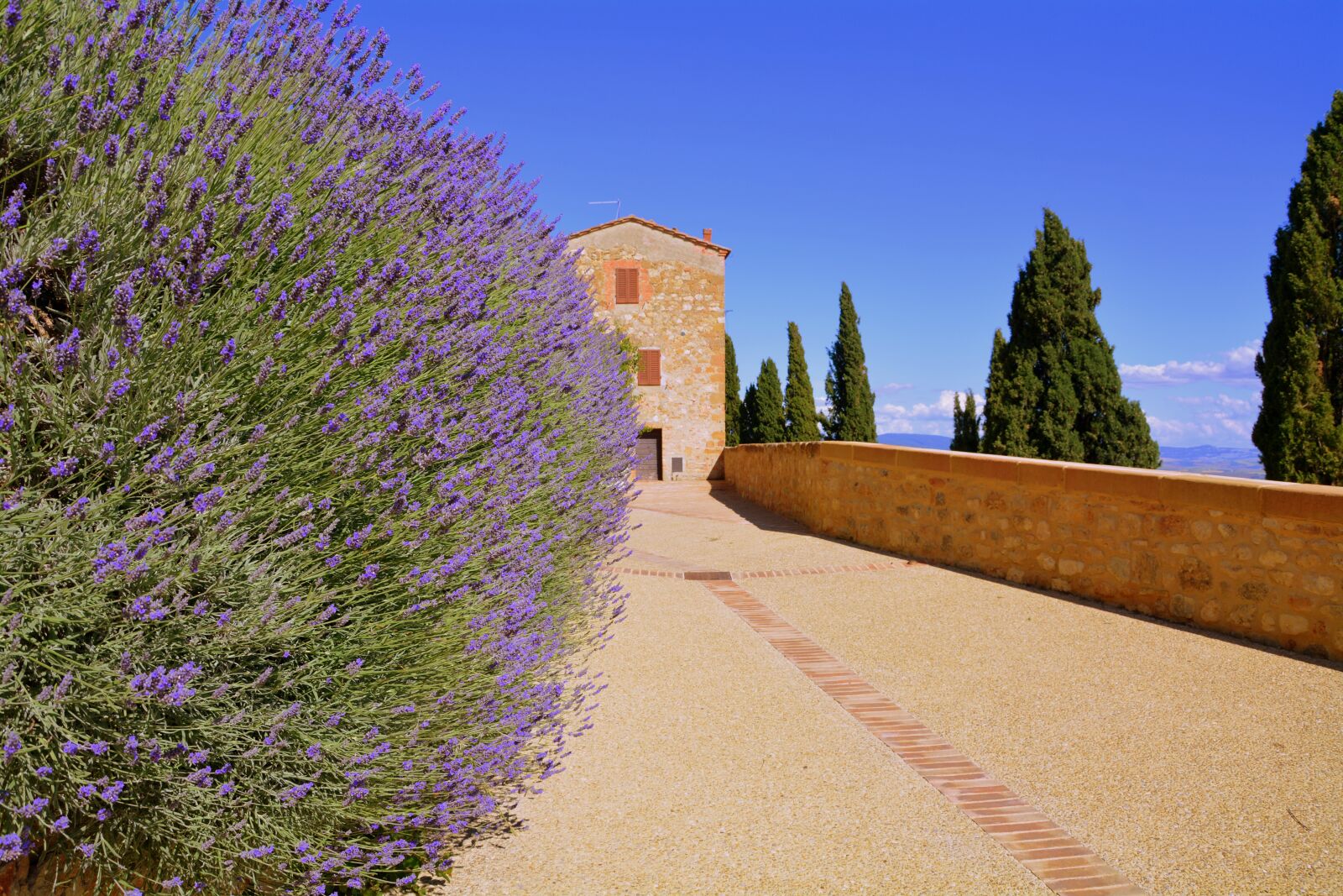 Nikon D7100 sample photo. Bush, lavender, alley photography