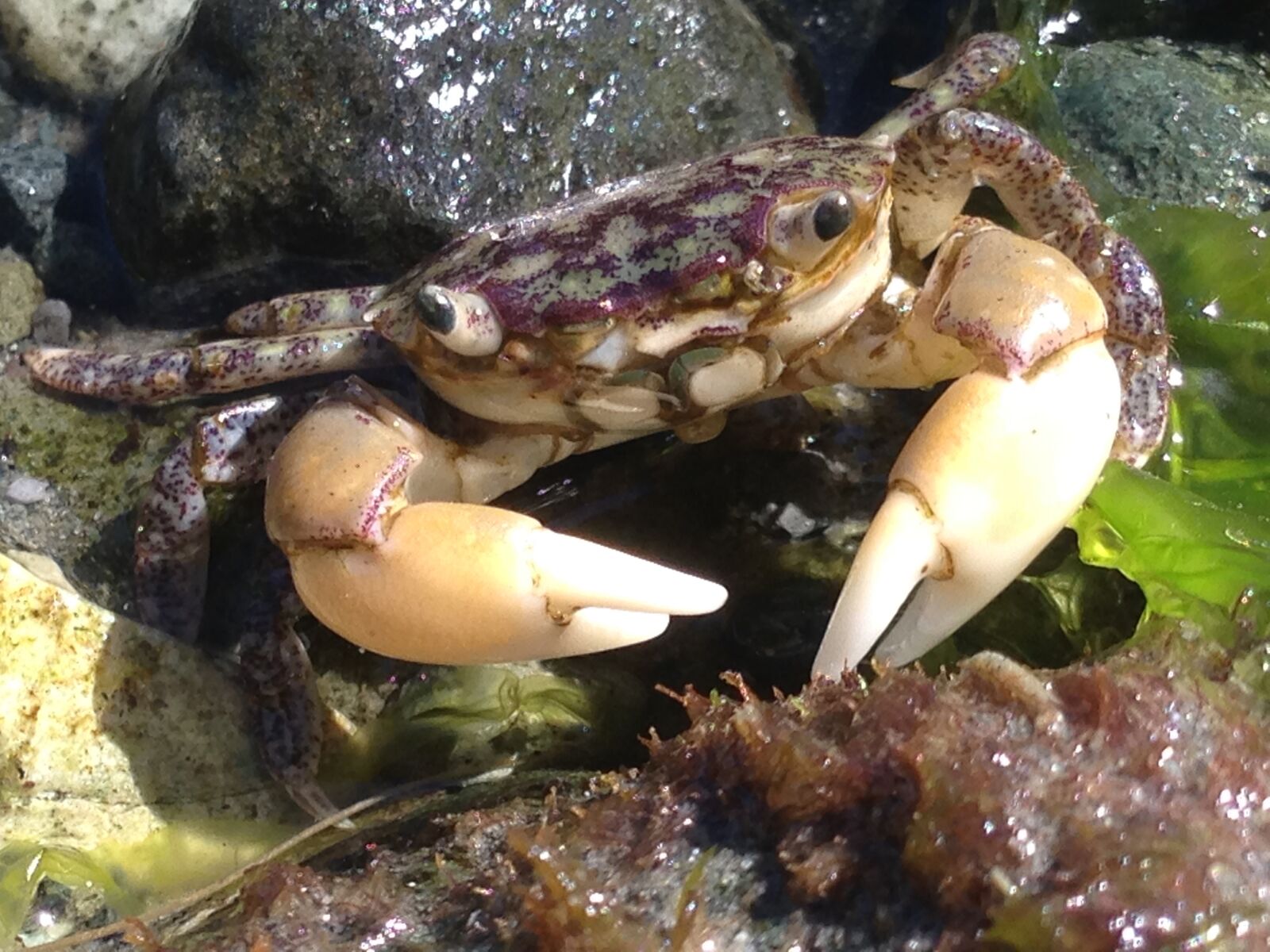 iPhone 5 back camera 4.12mm f/2.4 sample photo. Crab, claws, crustacean photography