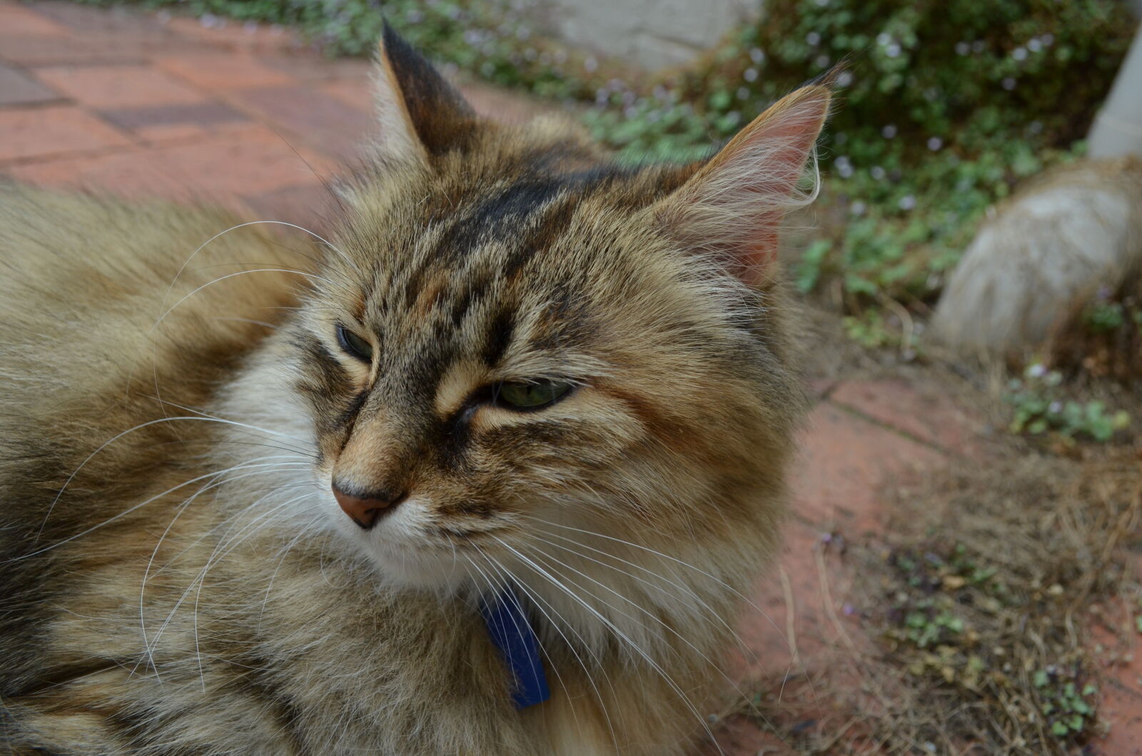 Nikon D5100 sample photo