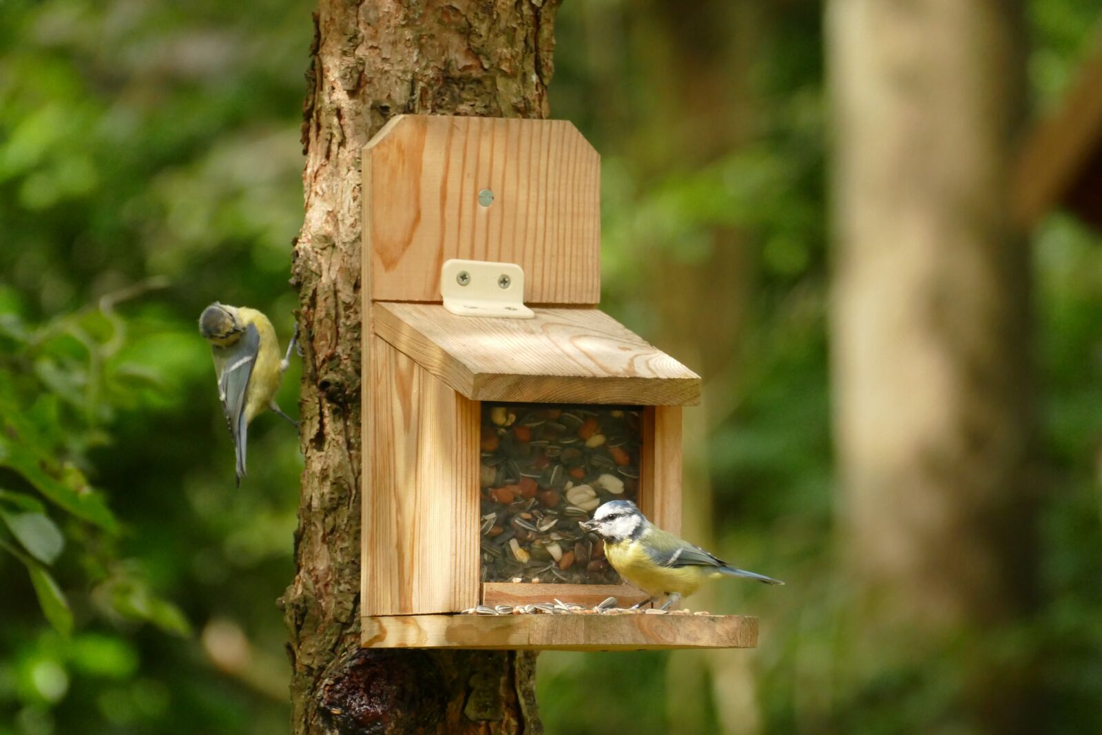 Panasonic Lumix DMC-FZ1000 sample photo. Blue tit, cyanistes caeruleus photography