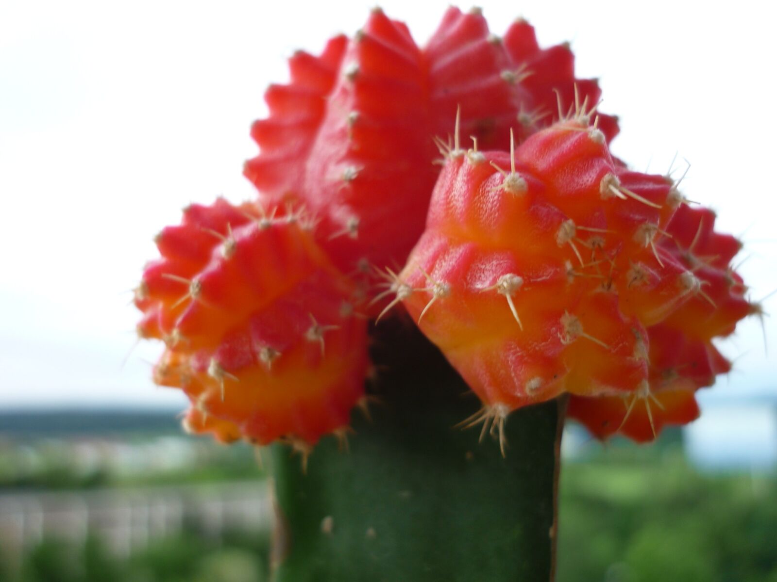 Panasonic Lumix DMC-FS6 sample photo. Strawberry cactus, succulent, refined photography