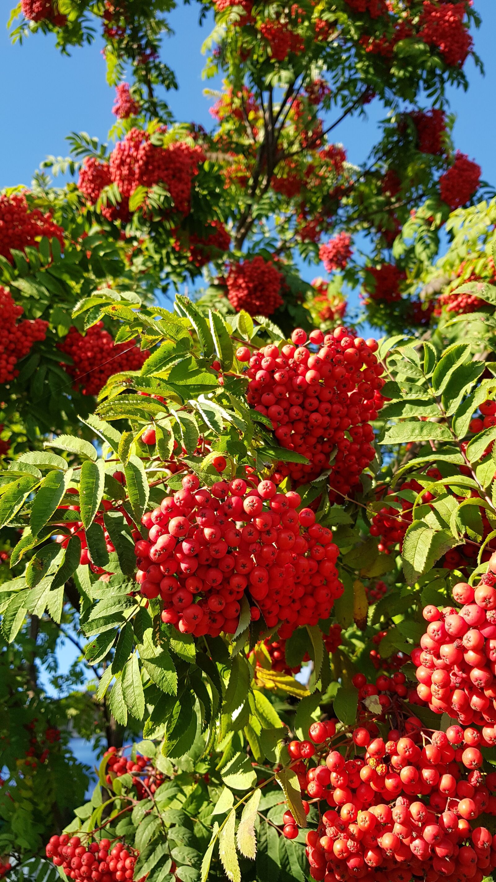Samsung Galaxy S8+ sample photo. Autumn, rowan, nature photography