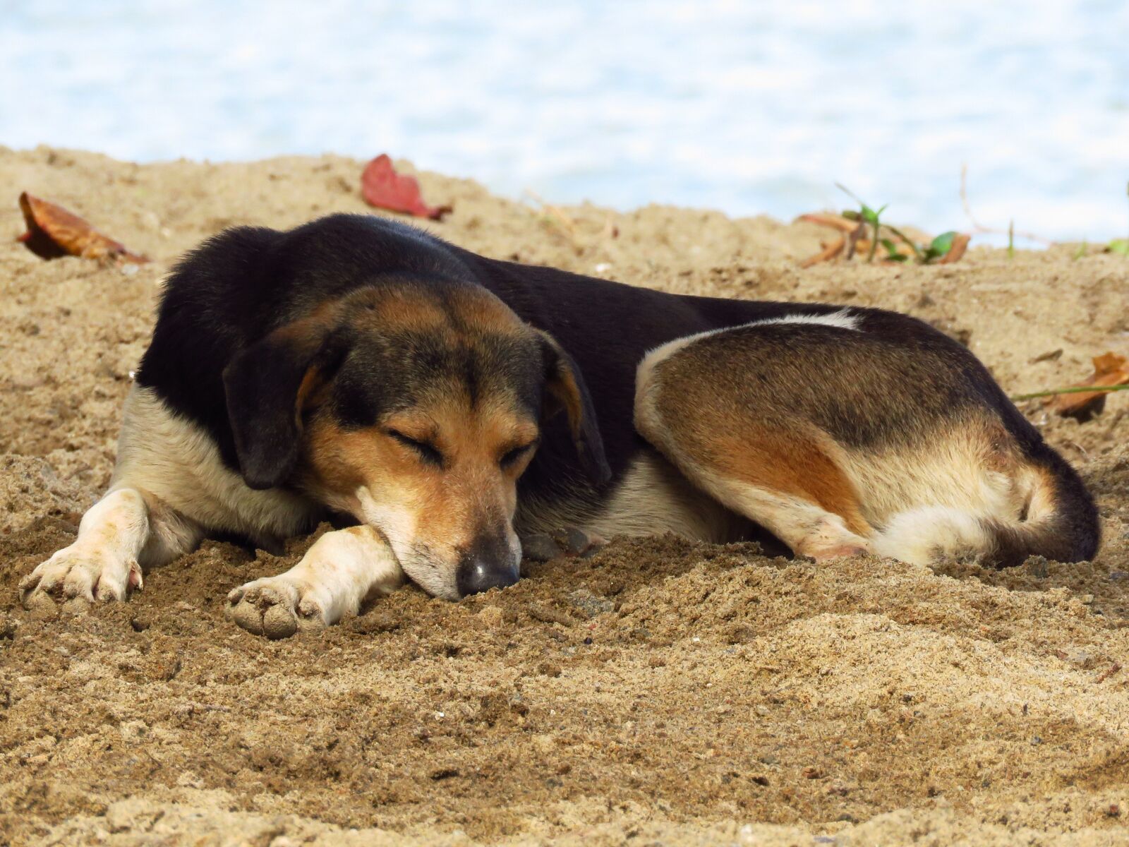 Canon PowerShot SX60 HS sample photo. Dog, sleep, animal photography