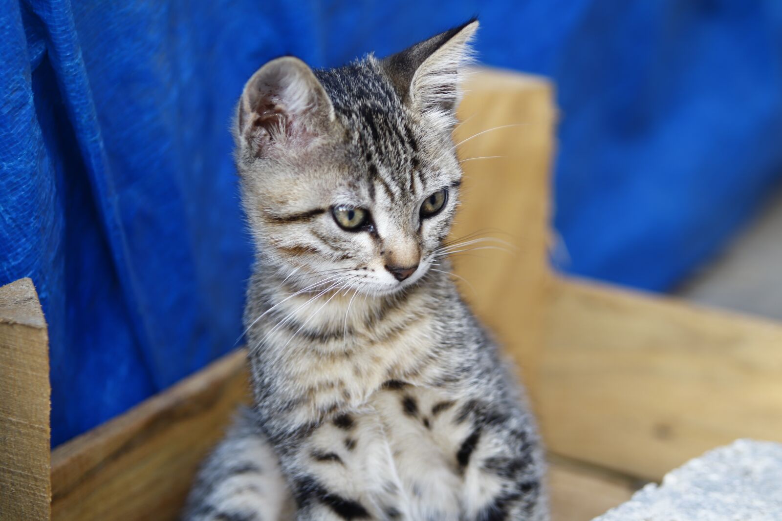Canon EOS 200D (EOS Rebel SL2 / EOS Kiss X9) sample photo. Grey, cat, cute photography