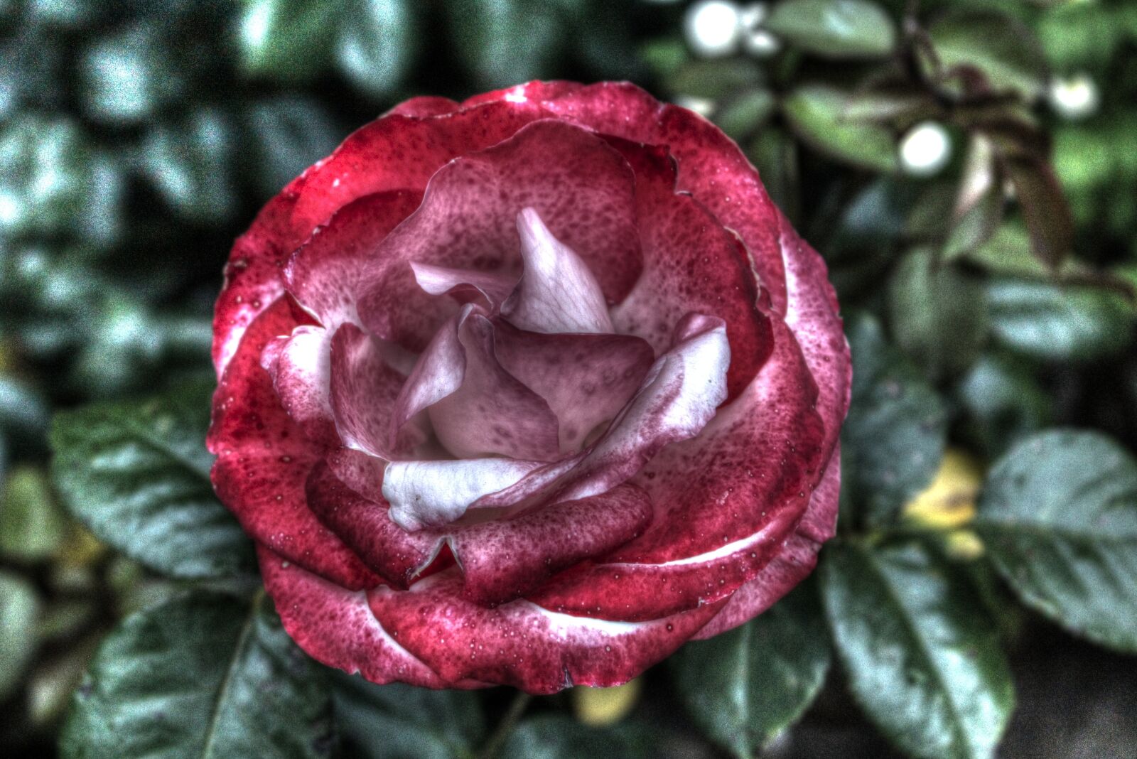 Canon EOS 60D sample photo. Flower, hdr, plant photography