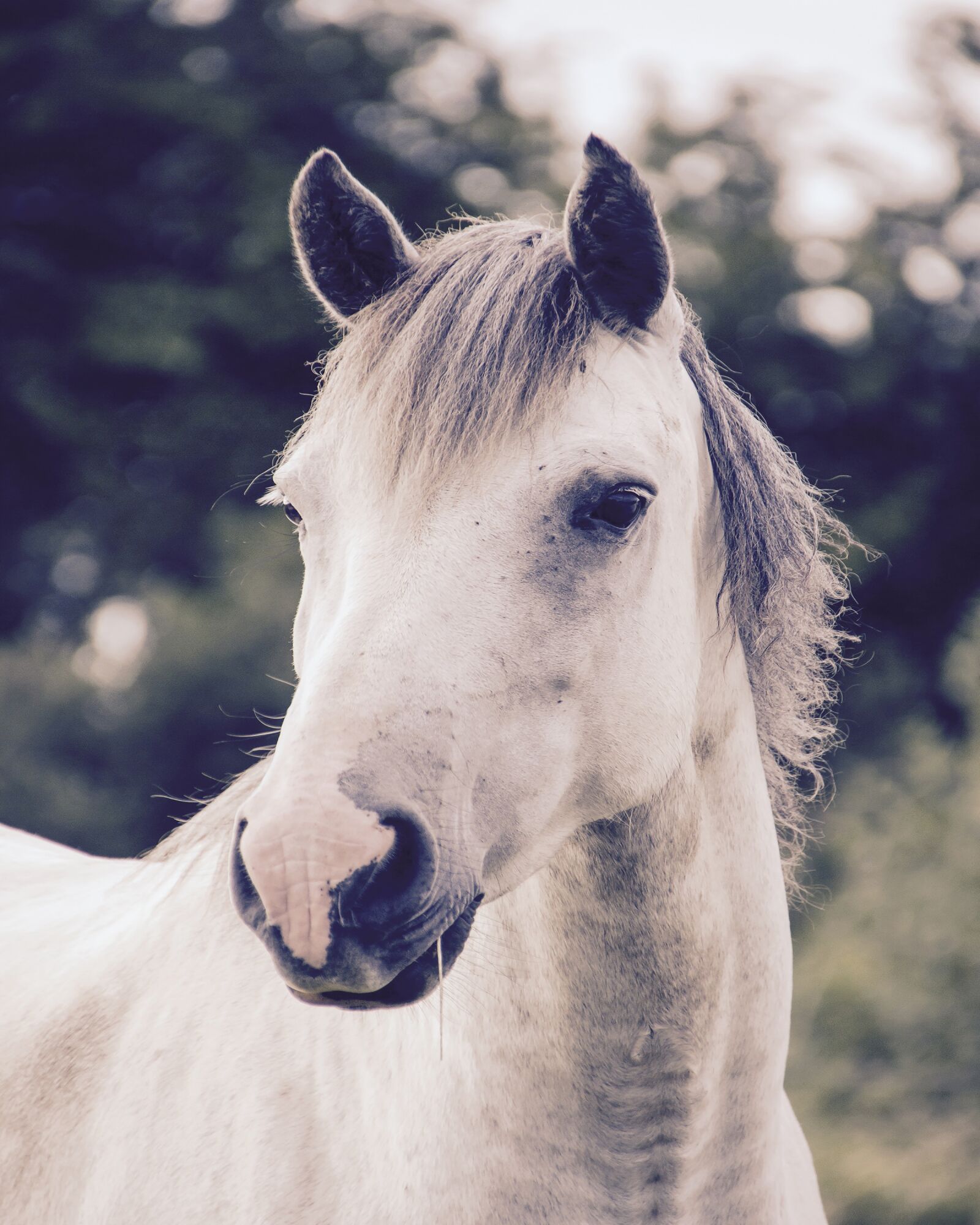 Canon EOS 600D (Rebel EOS T3i / EOS Kiss X5) sample photo. Horse, animal, grey photography
