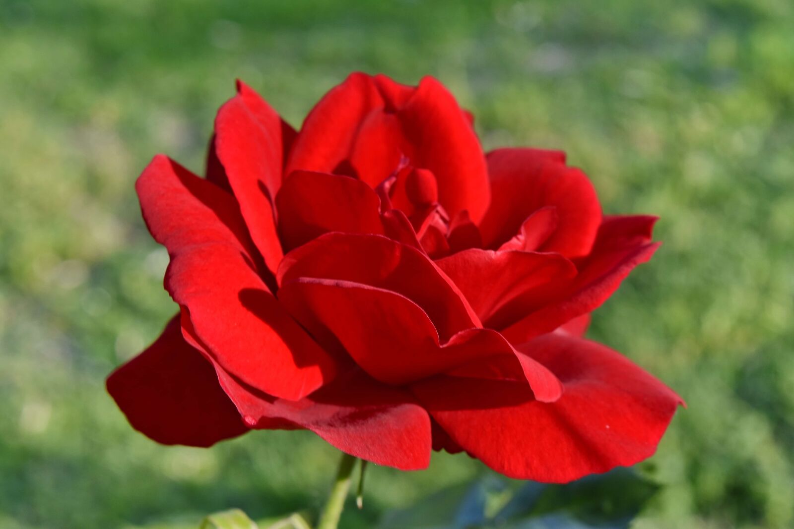 Nikon D5500 sample photo. Beautiful flowers, red, rose photography
