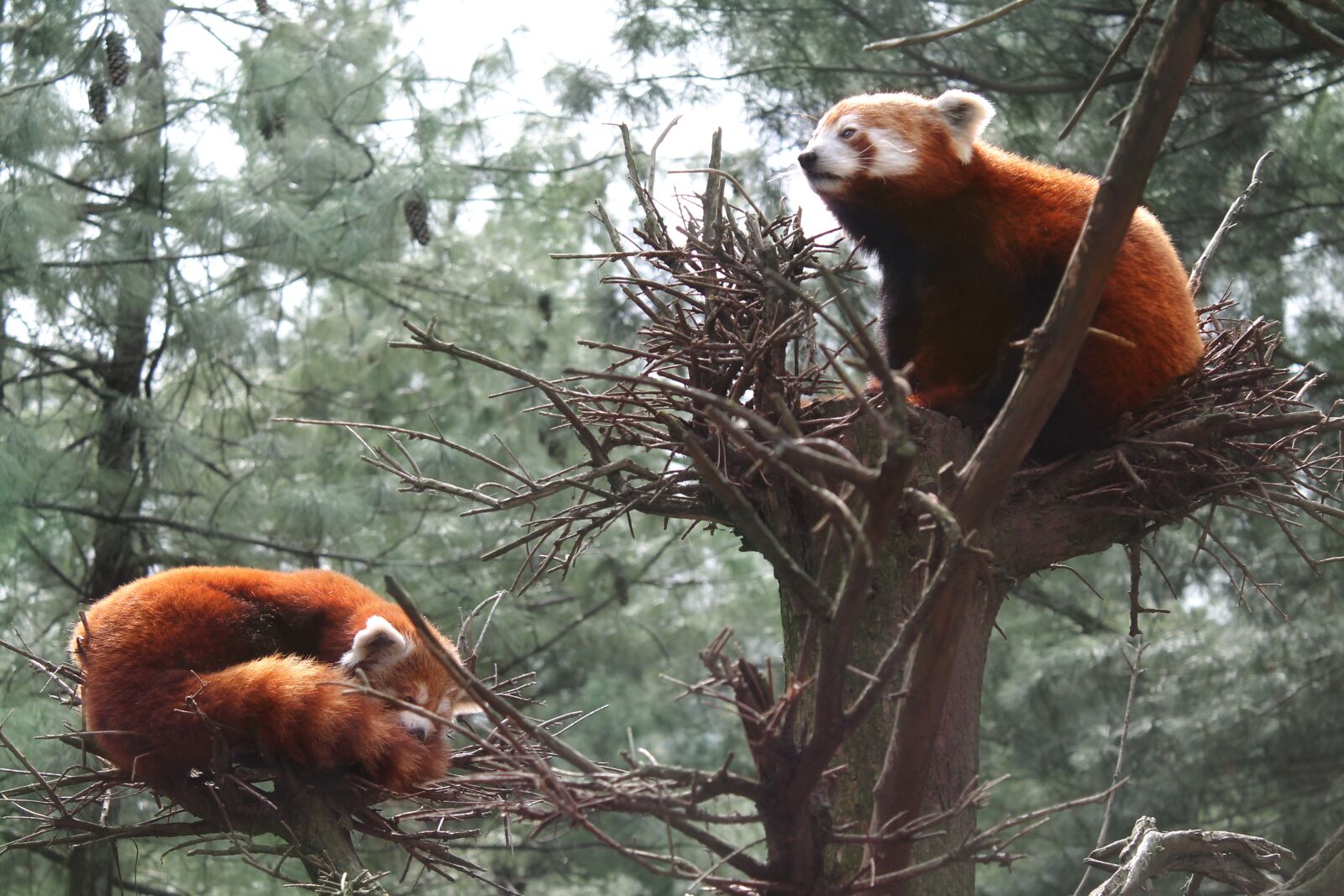 Canon EOS 1100D (EOS Rebel T3 / EOS Kiss X50) sample photo. Red panda, panda, central photography