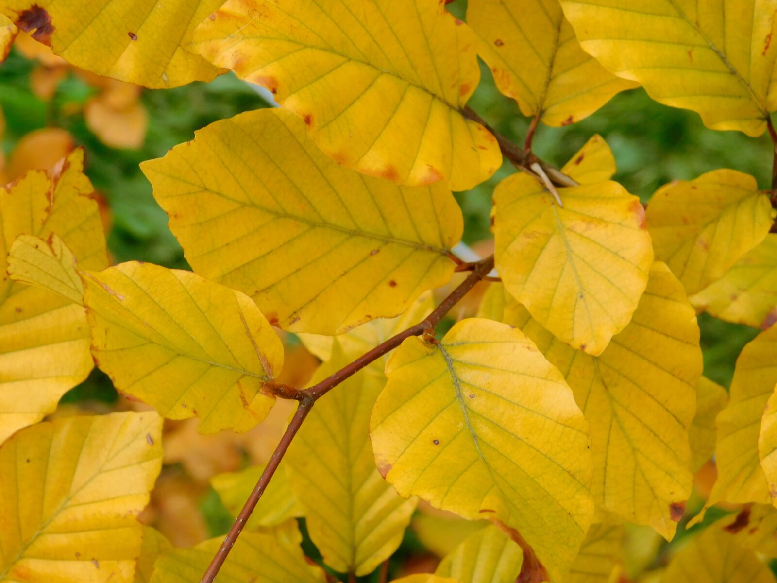 Nikon Coolpix L840 sample photo. Leaves, yellow leaves, autumn photography