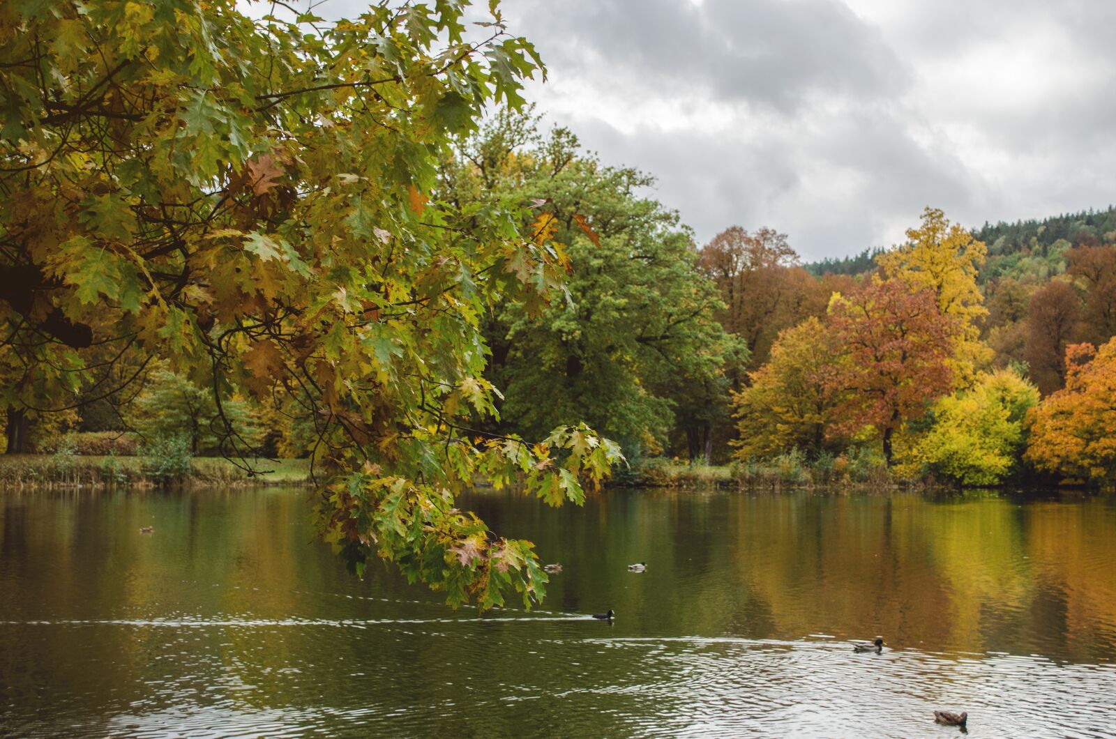 Nikon D5100 sample photo. Lake, autumn, park photography