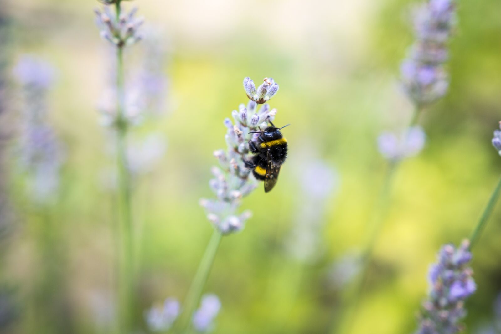 Nikon D7100 sample photo. Hummel, flower, insect photography