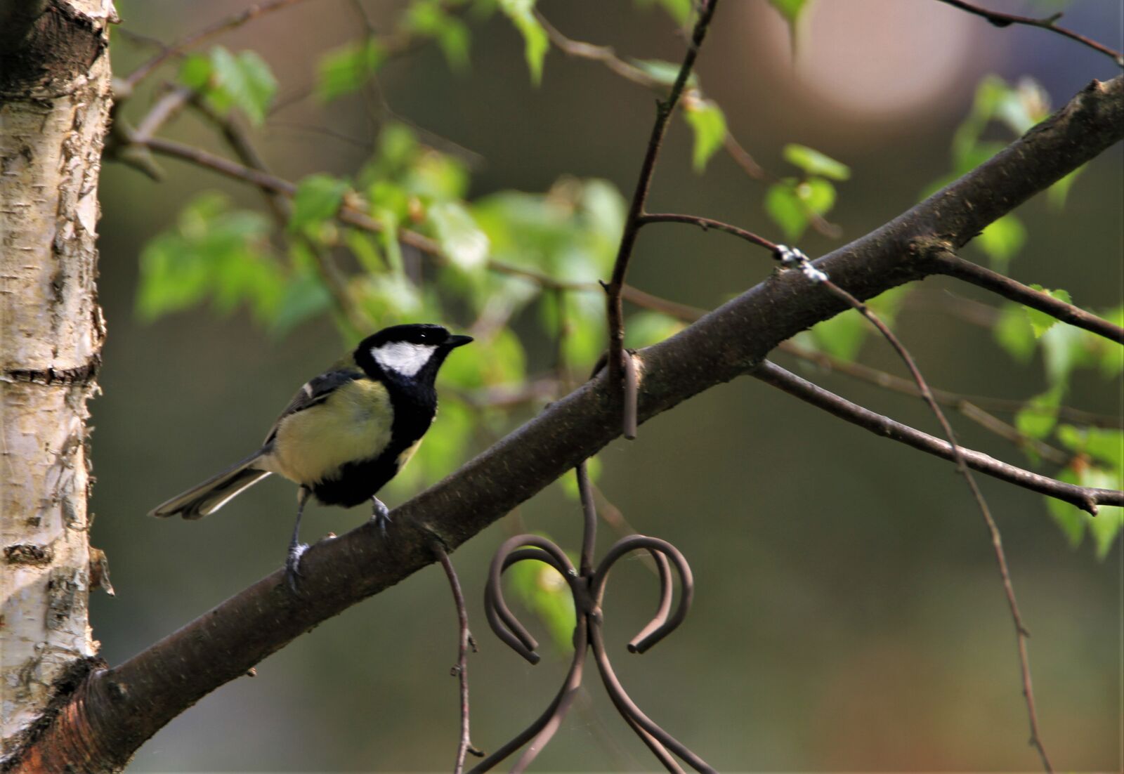 Tamron SP 150-600mm F5-6.3 Di VC USD sample photo. Tit, songbird, bird photography