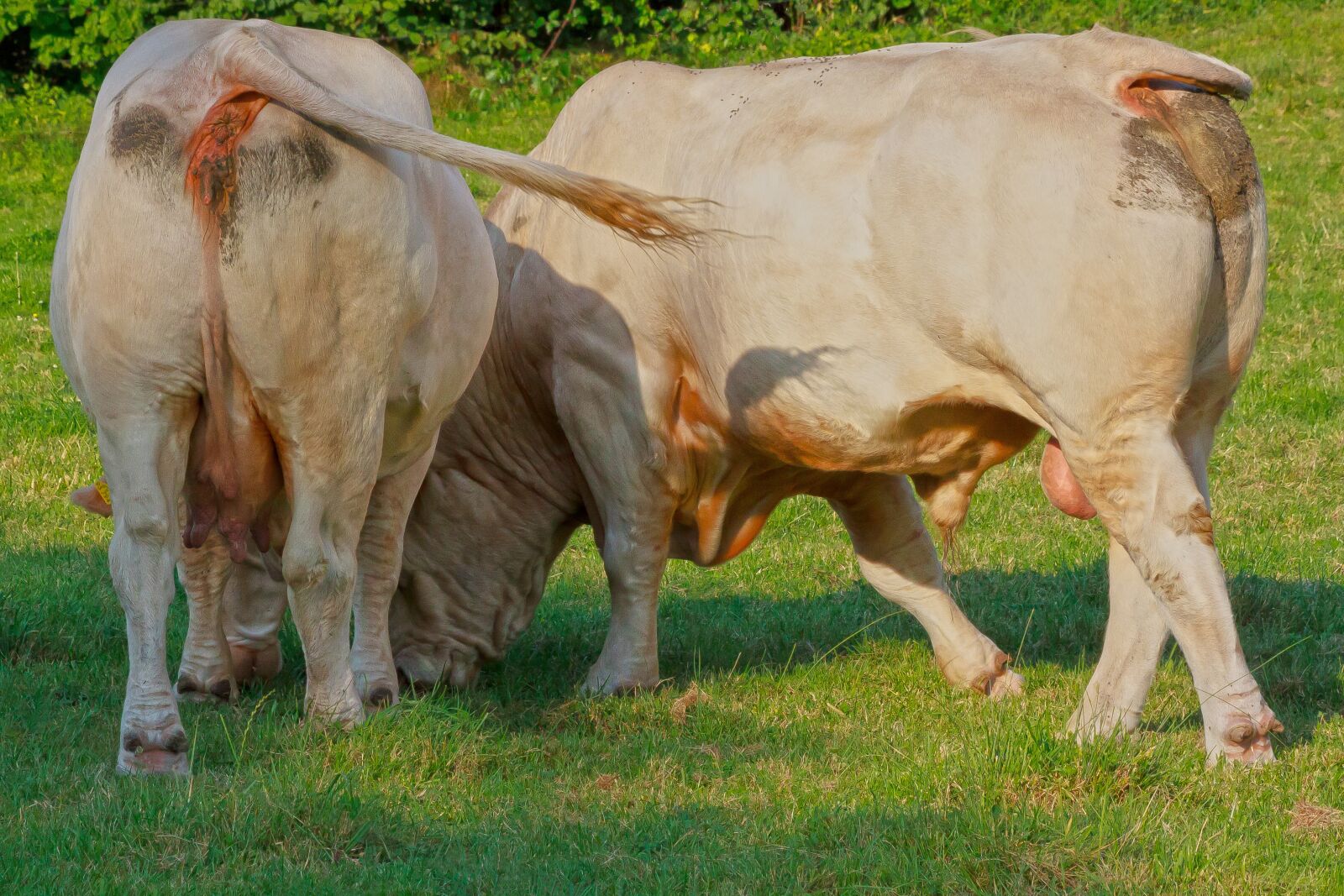 Canon EOS 50D sample photo. Cow, bull, beef photography