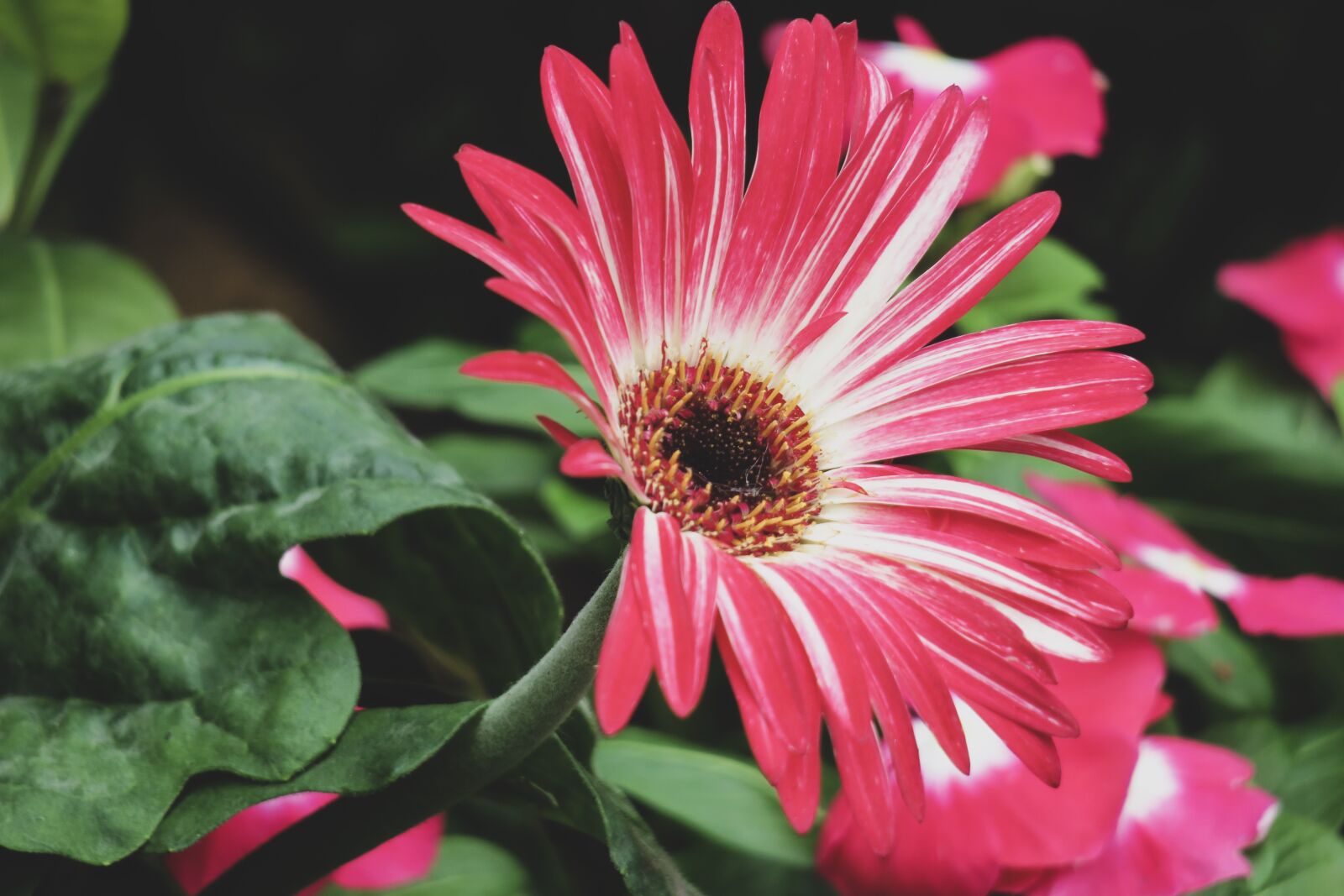 Canon PowerShot G3 X sample photo. Gerbera, flower, plant photography