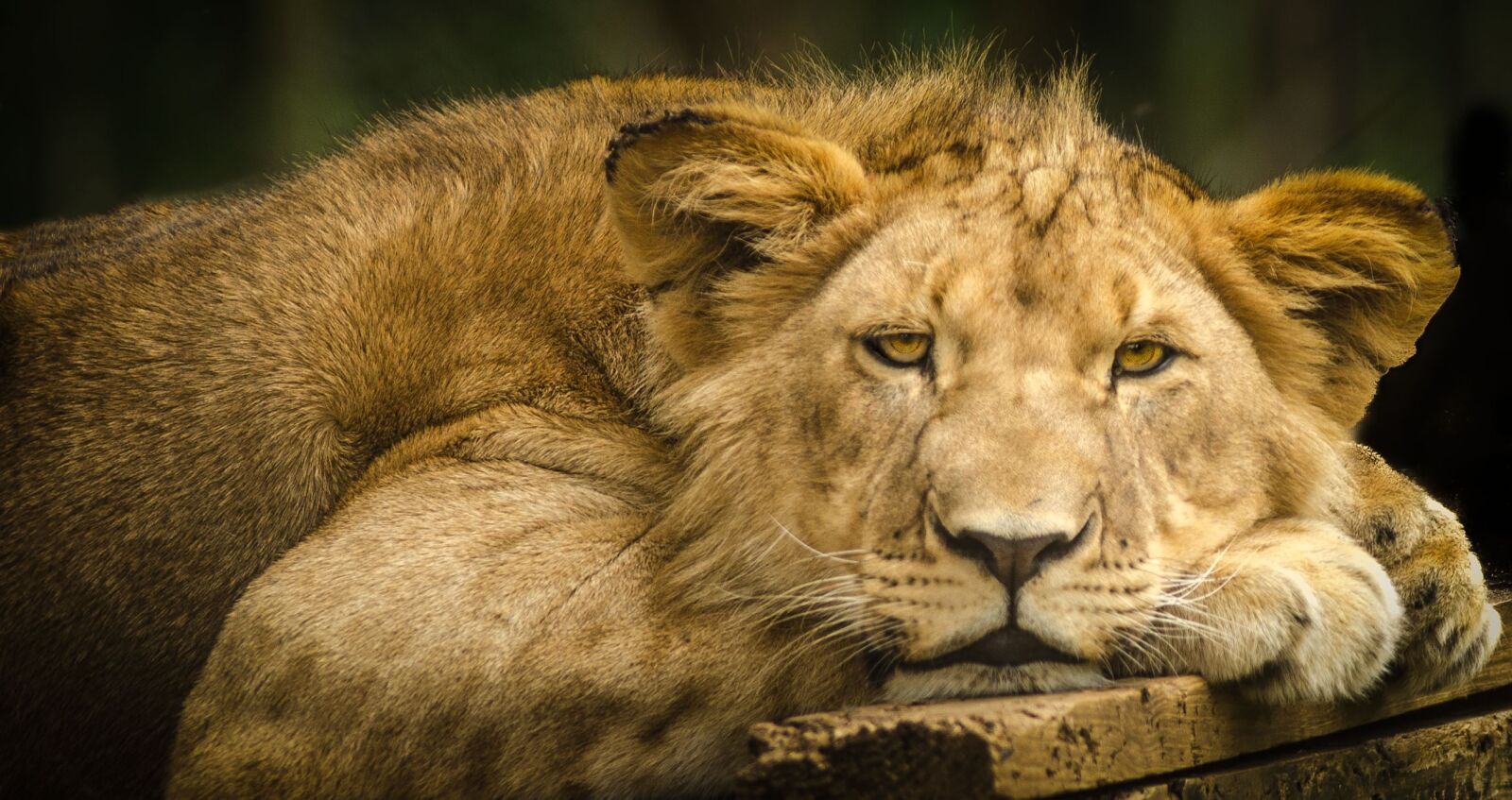 Nikon D7000 sample photo. Lion, young, close photography