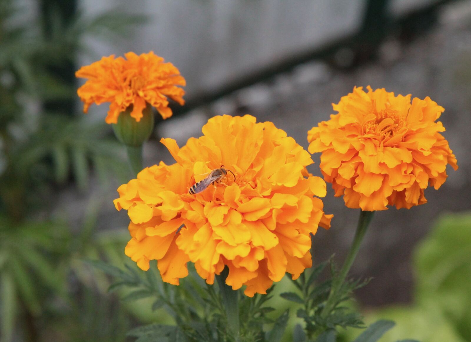 Canon EOS 600D (Rebel EOS T3i / EOS Kiss X5) sample photo. Rose of india, golden photography