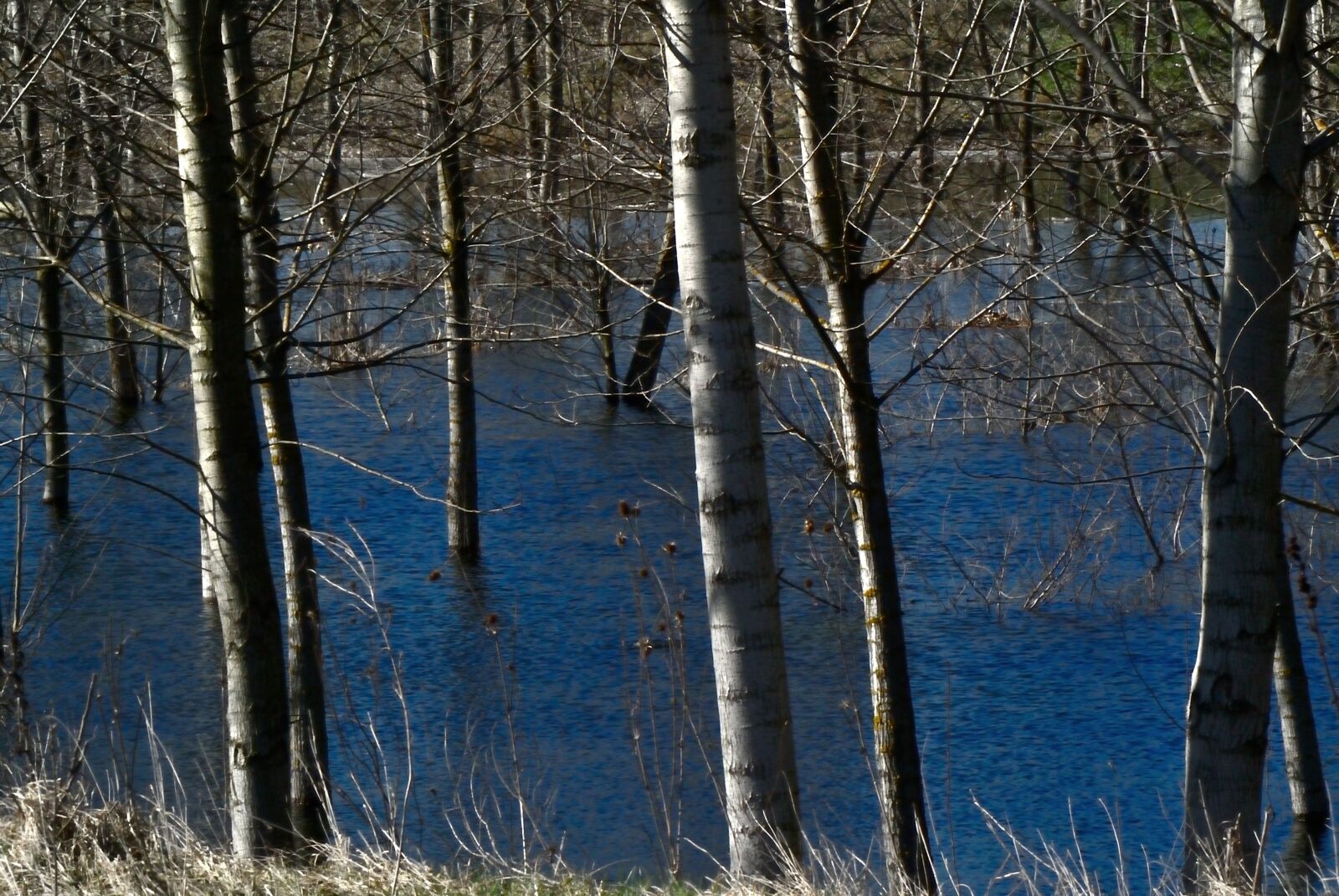 Nikon 1 V1 + VR 18-105mm f/3.5-5.6G sample photo. Water, trees, tree photography