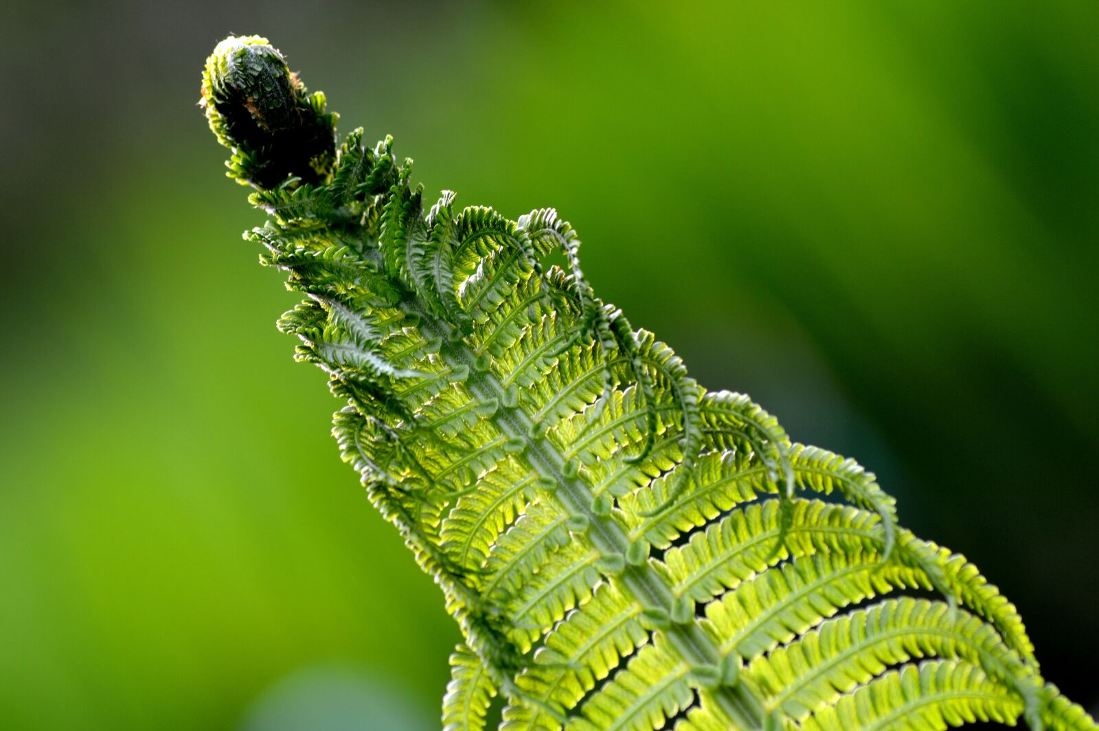 Nikon D3200 sample photo. Fern, flower, nature photography