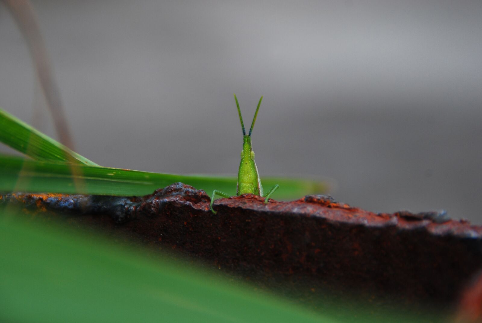 Nikon D40X sample photo. Grasshopper, bug, insect photography