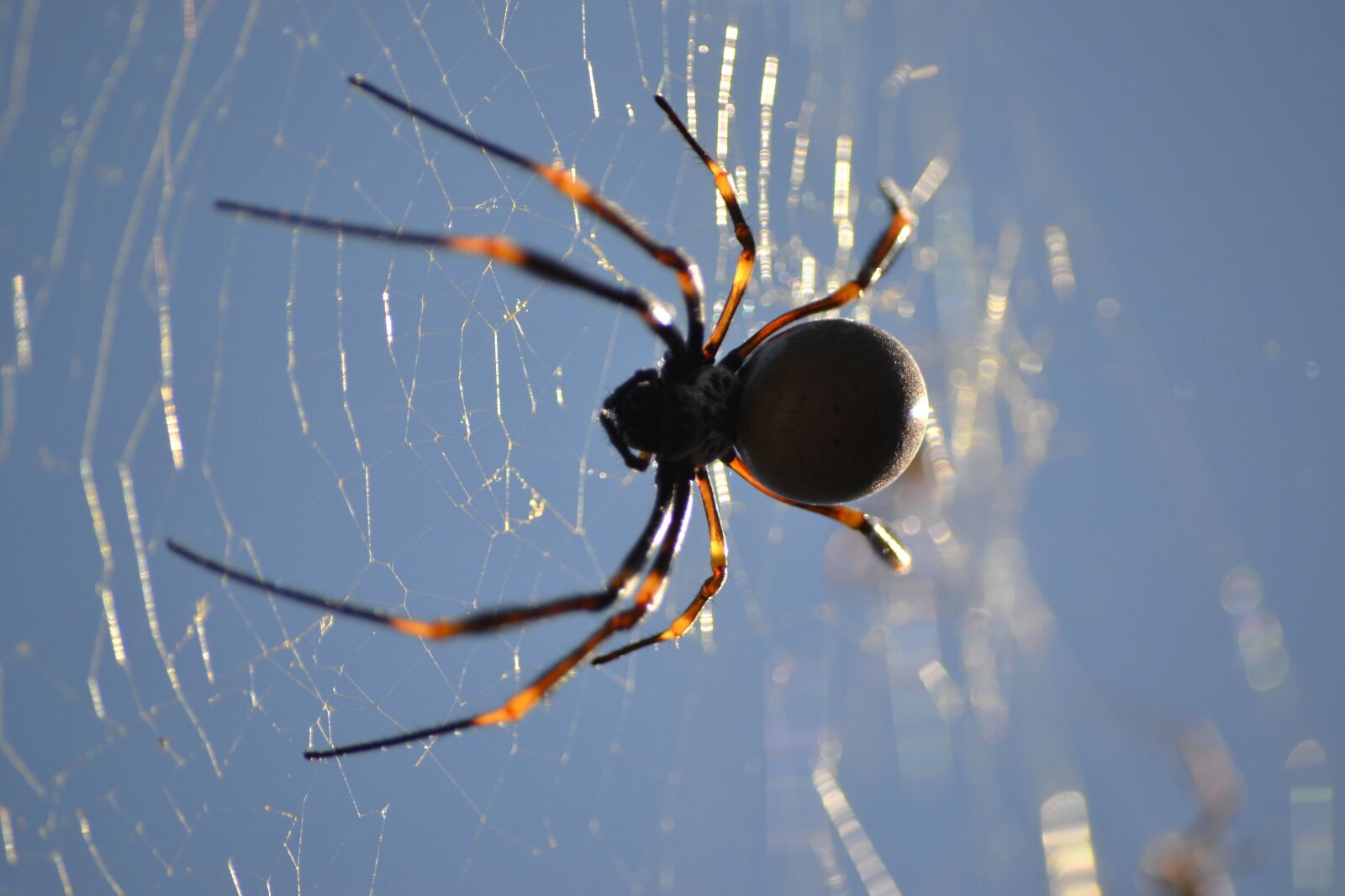 Nikon D3100 sample photo. Spider, web, arachnid photography