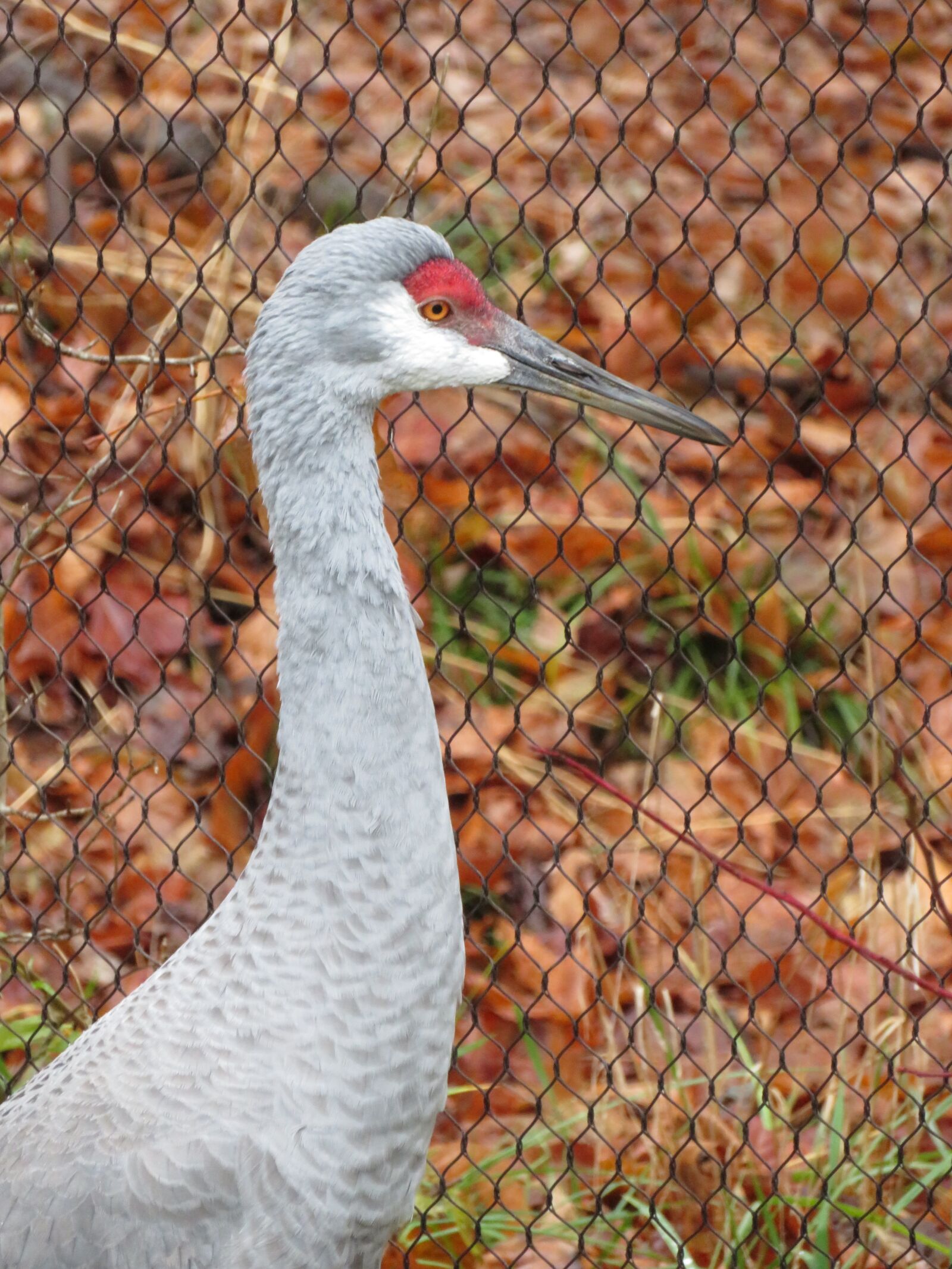 Canon PowerShot SX720 HS sample photo. Crane, bird, japan photography