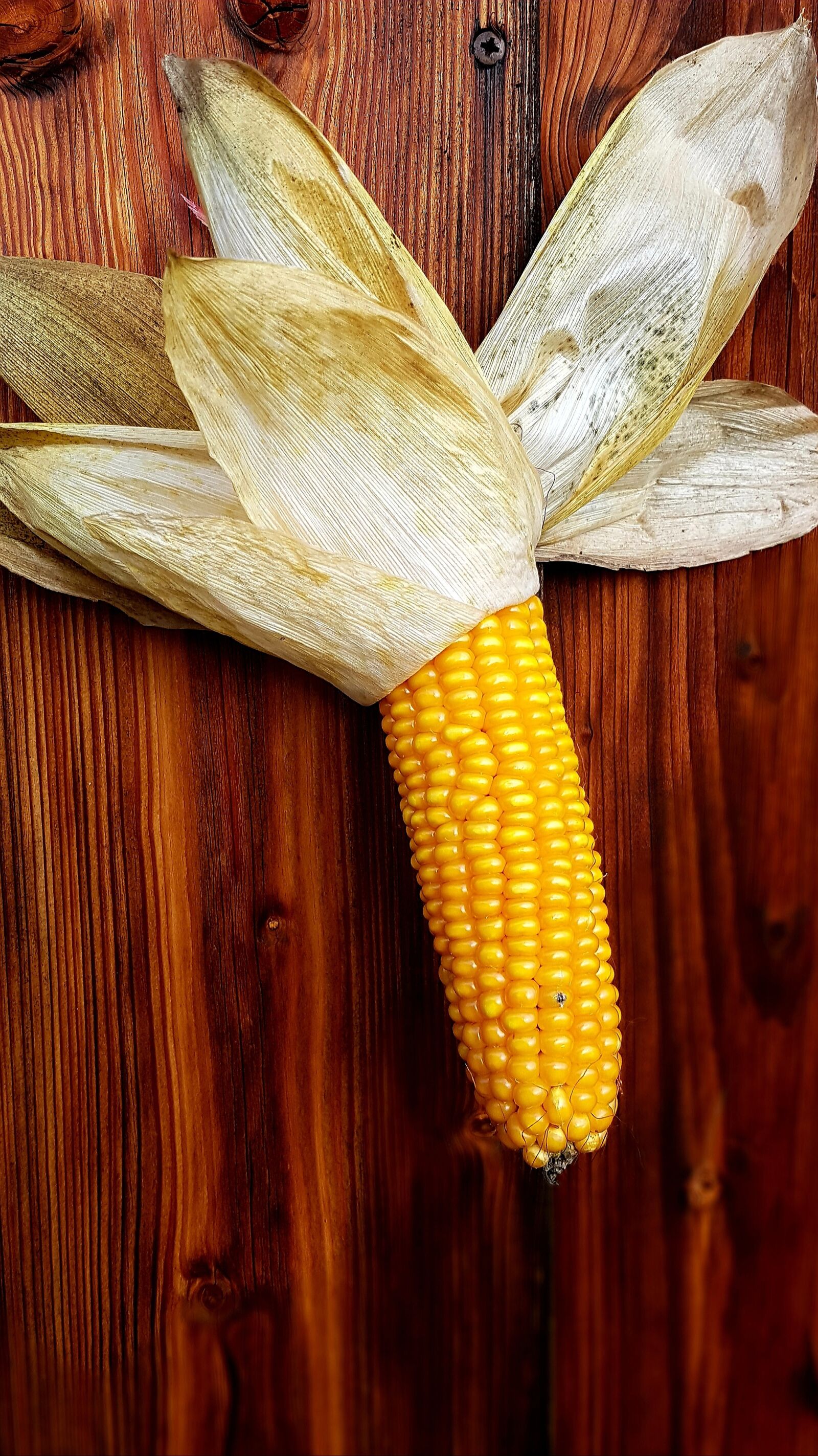 Samsung Galaxy S7 Edge sample photo. Corn, corn on the photography