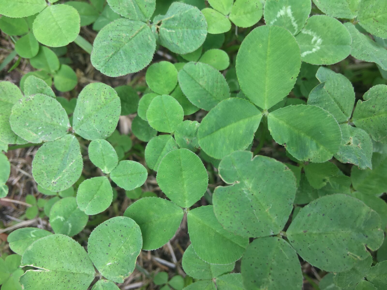 iPhone 6s Plus back camera 4.15mm f/2.2 sample photo. Nature, leaf, close-up photograph photography