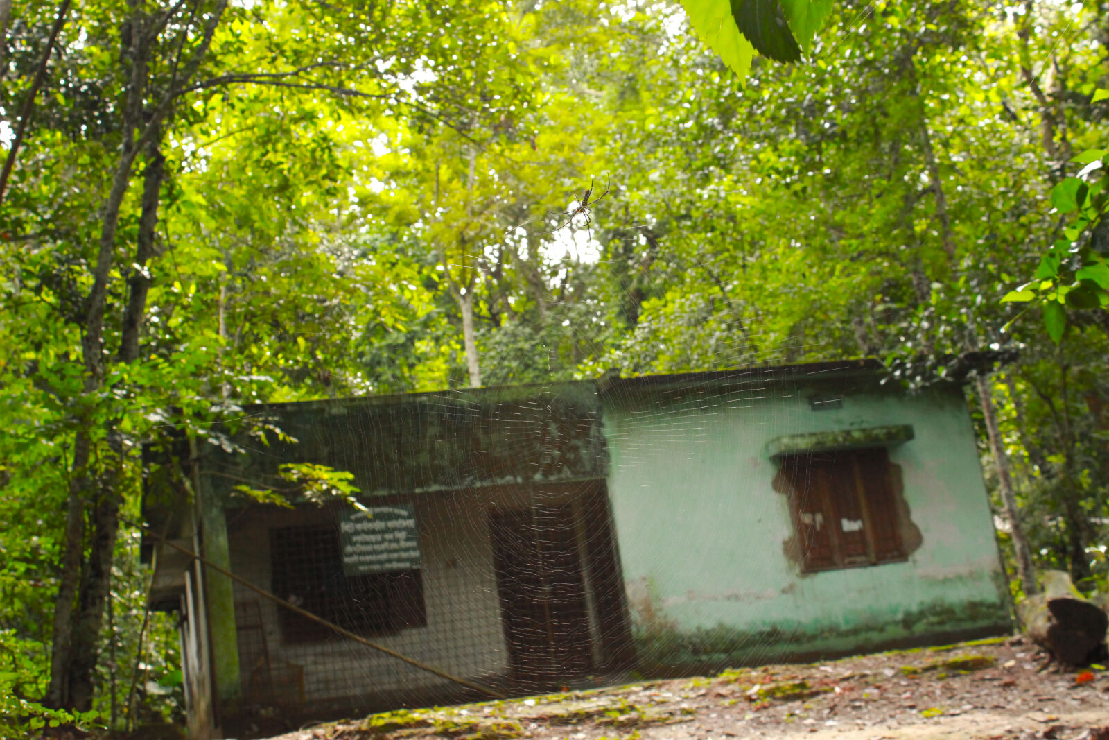 Canon EOS 600D (Rebel EOS T3i / EOS Kiss X5) sample photo. Empty, home, green, greens photography