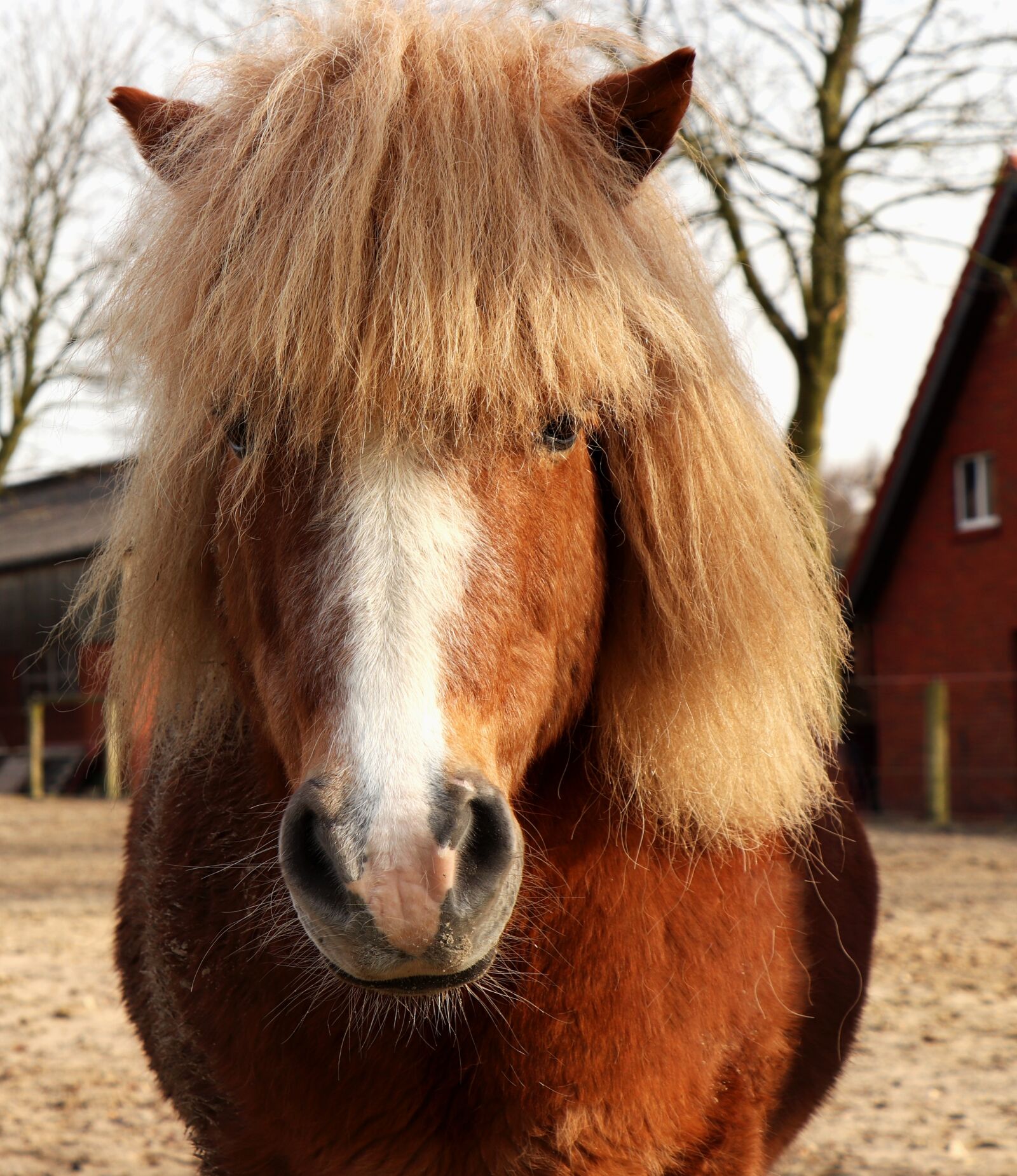 Canon EOS 77D (EOS 9000D / EOS 770D) sample photo. Pony, animal, animal world photography