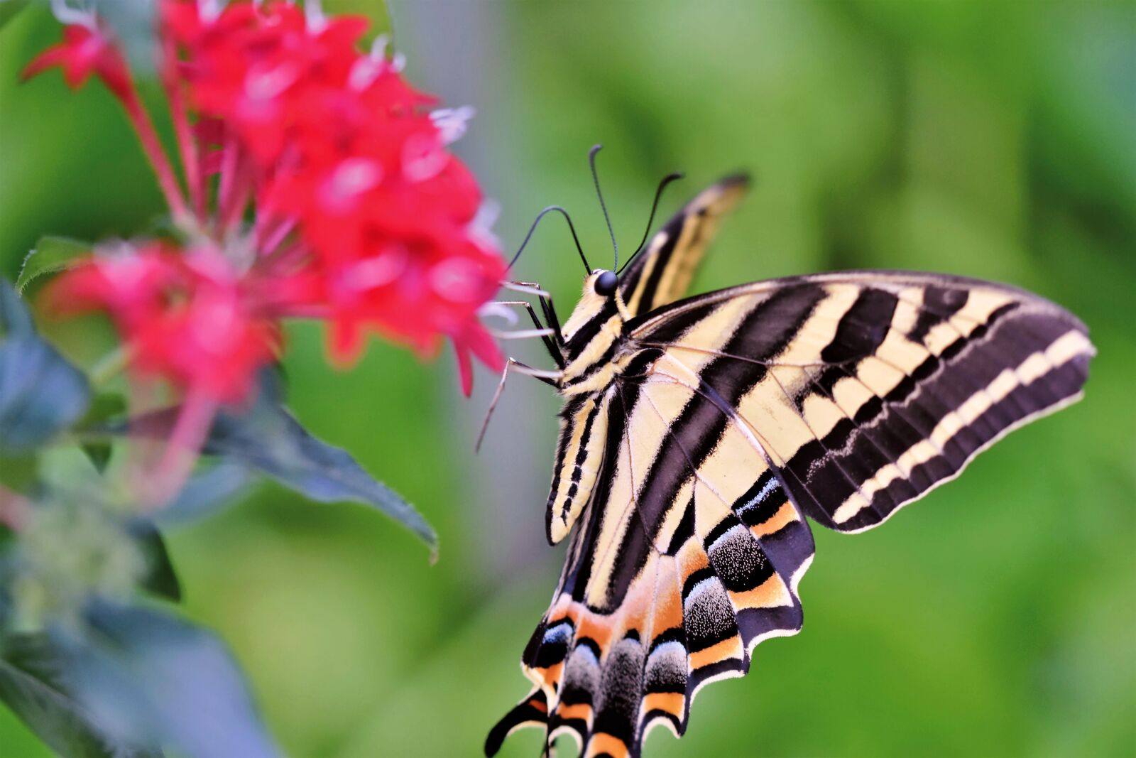 Nikon D7200 sample photo. Schwalbenschw nzchen, butterfly, tropical photography