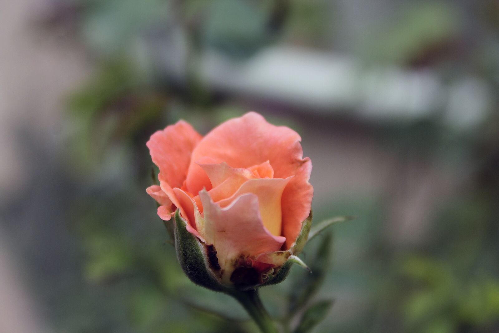 Canon EOS 1300D (EOS Rebel T6 / EOS Kiss X80) sample photo. Roses, nature, canon photography