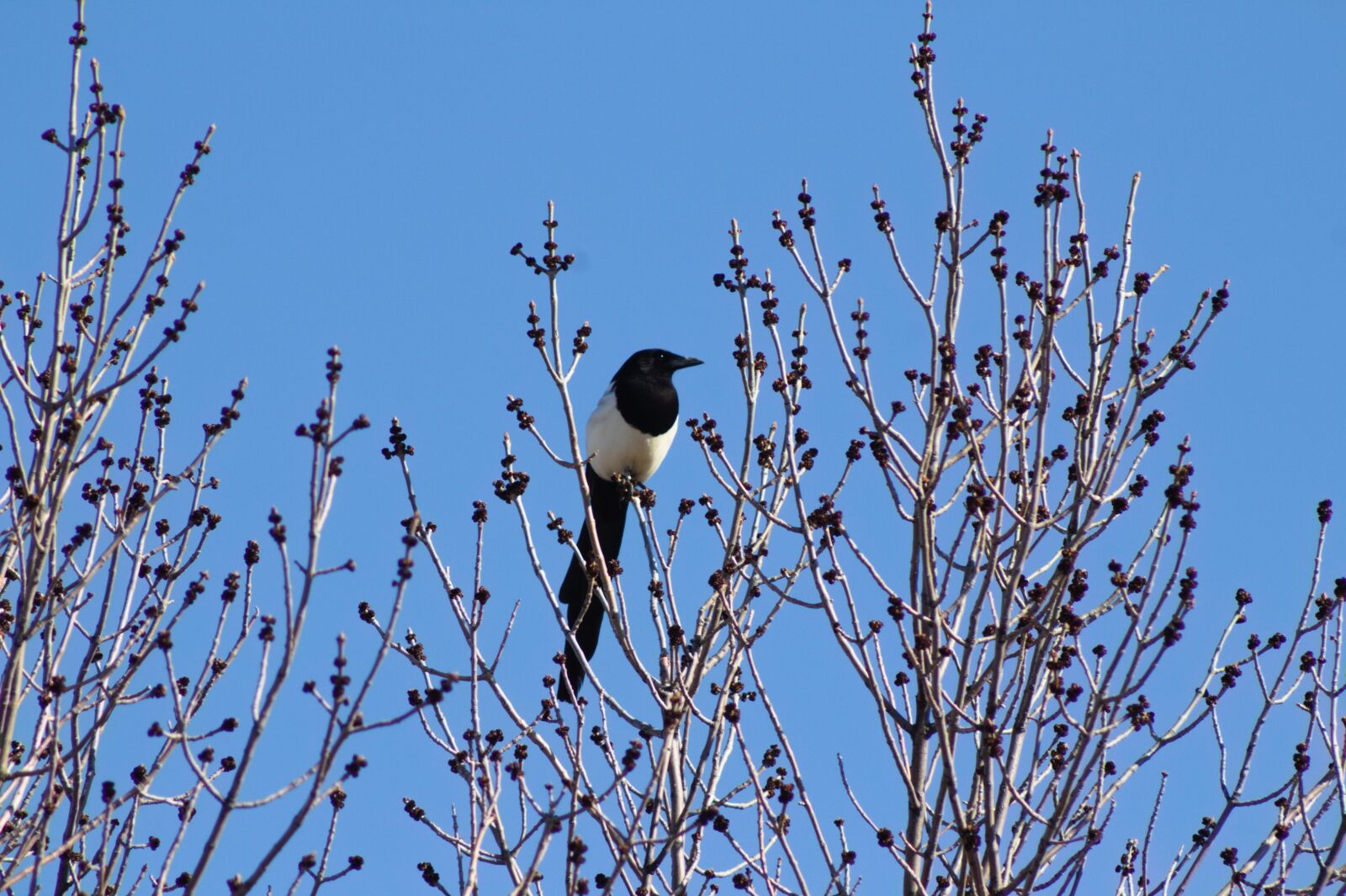 Canon EOS 1300D (EOS Rebel T6 / EOS Kiss X80) sample photo. Bird, tree, branch photography