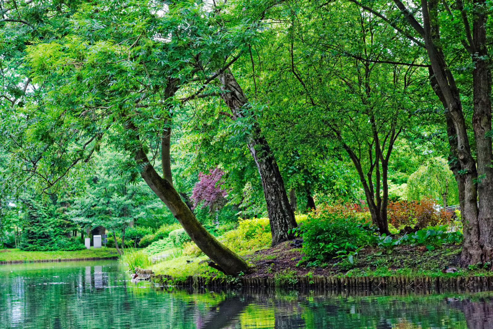 Canon EF 50mm F1.8 II sample photo. Green, park, trees, water photography