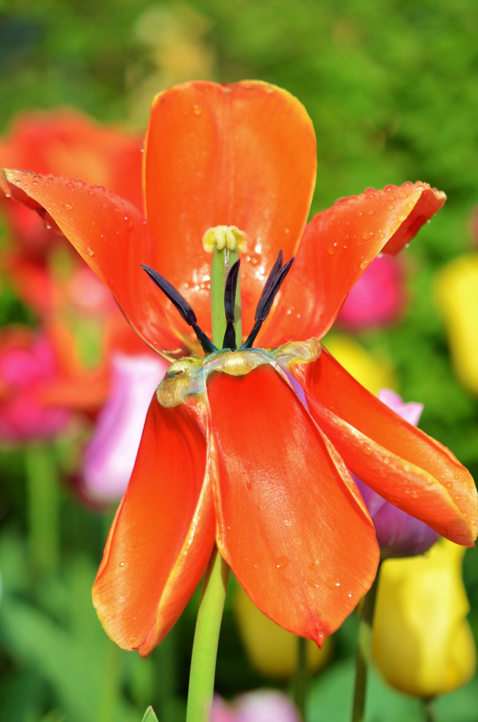 Nikon D7000 sample photo. Tulip, flower, spring photography
