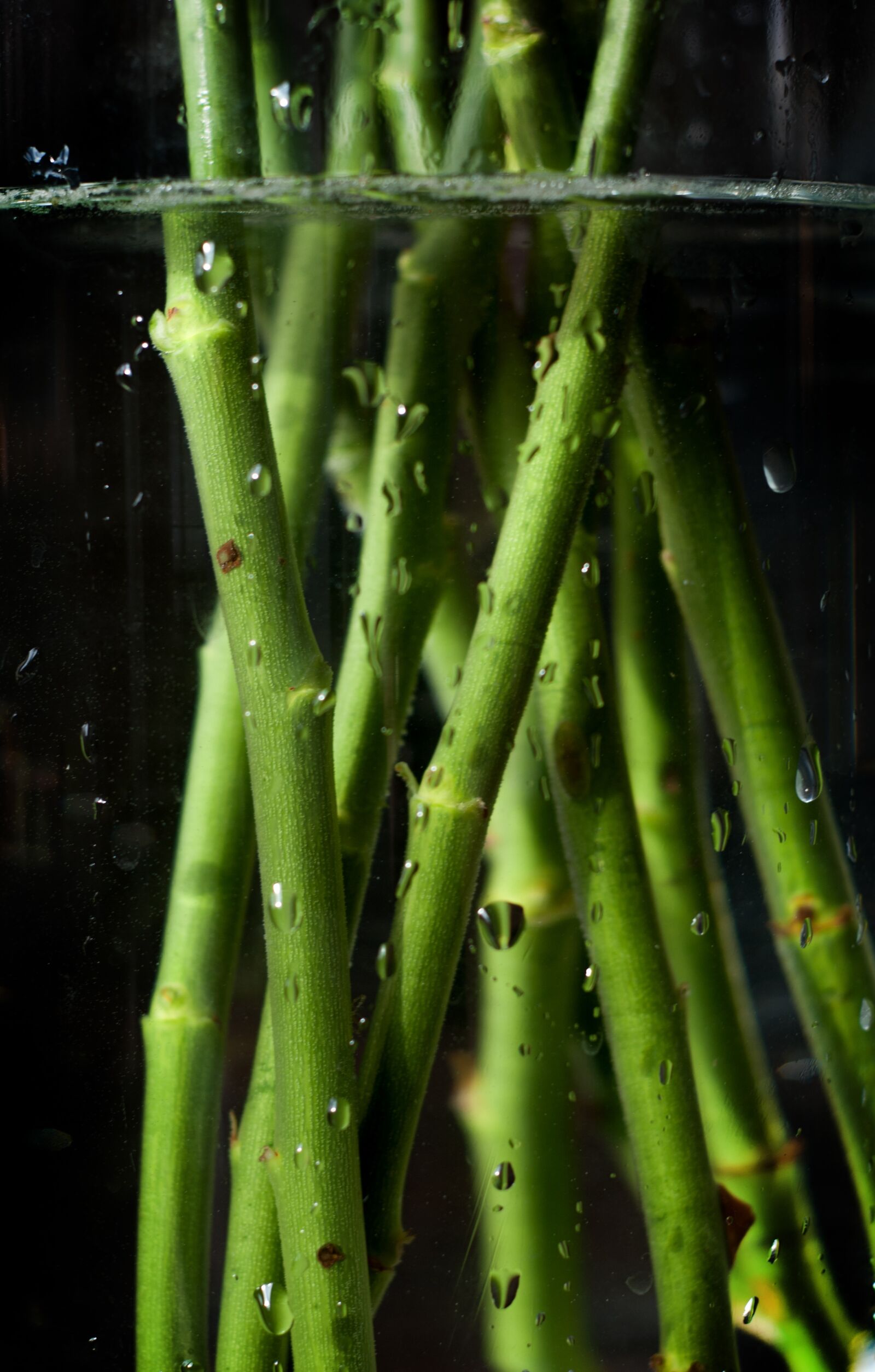 Nikon D80 sample photo. Stem, water, reflection photography