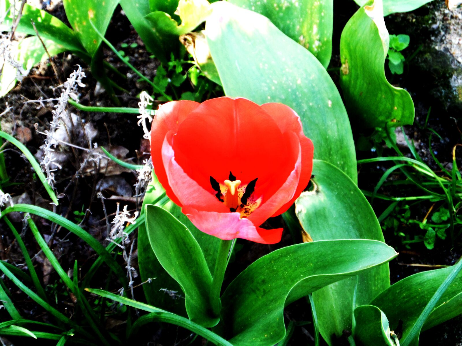 Samsung WB200F/WB201F/WB202F sample photo. Flower, tulip, nature photography