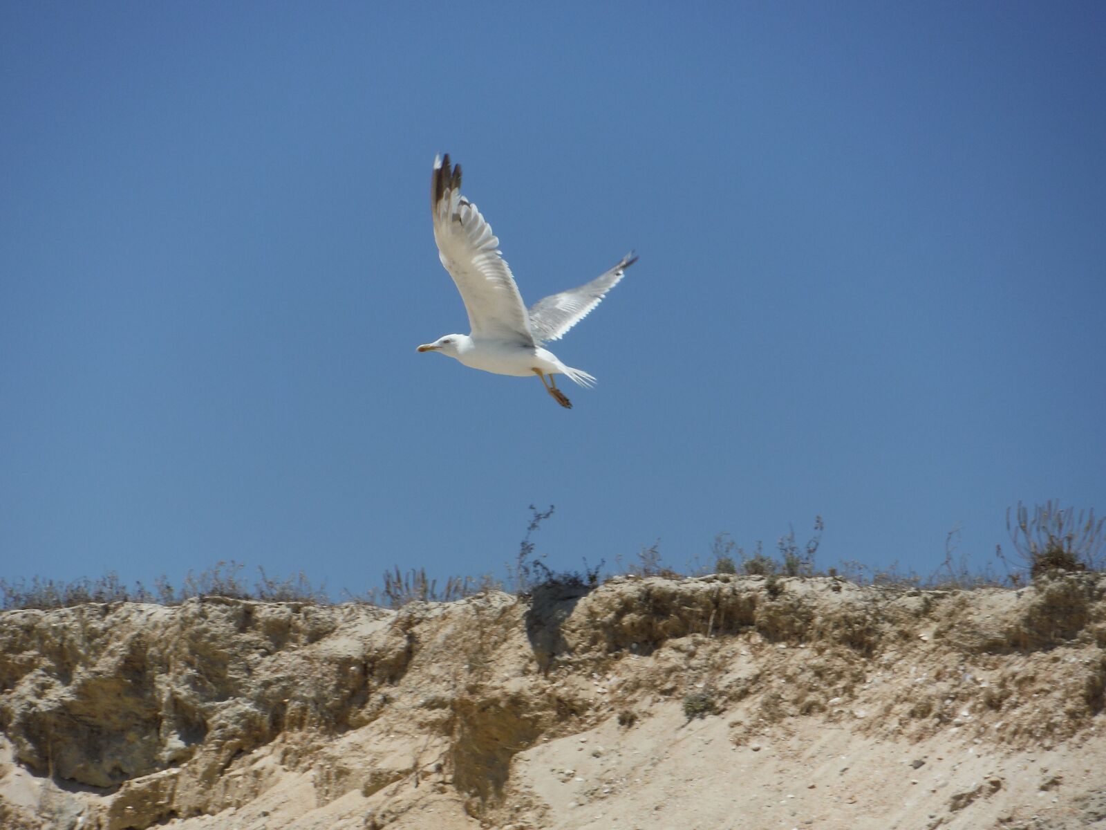 Fujifilm FinePix XP70 XP71 XP75 sample photo. Seagull, bird, beach photography
