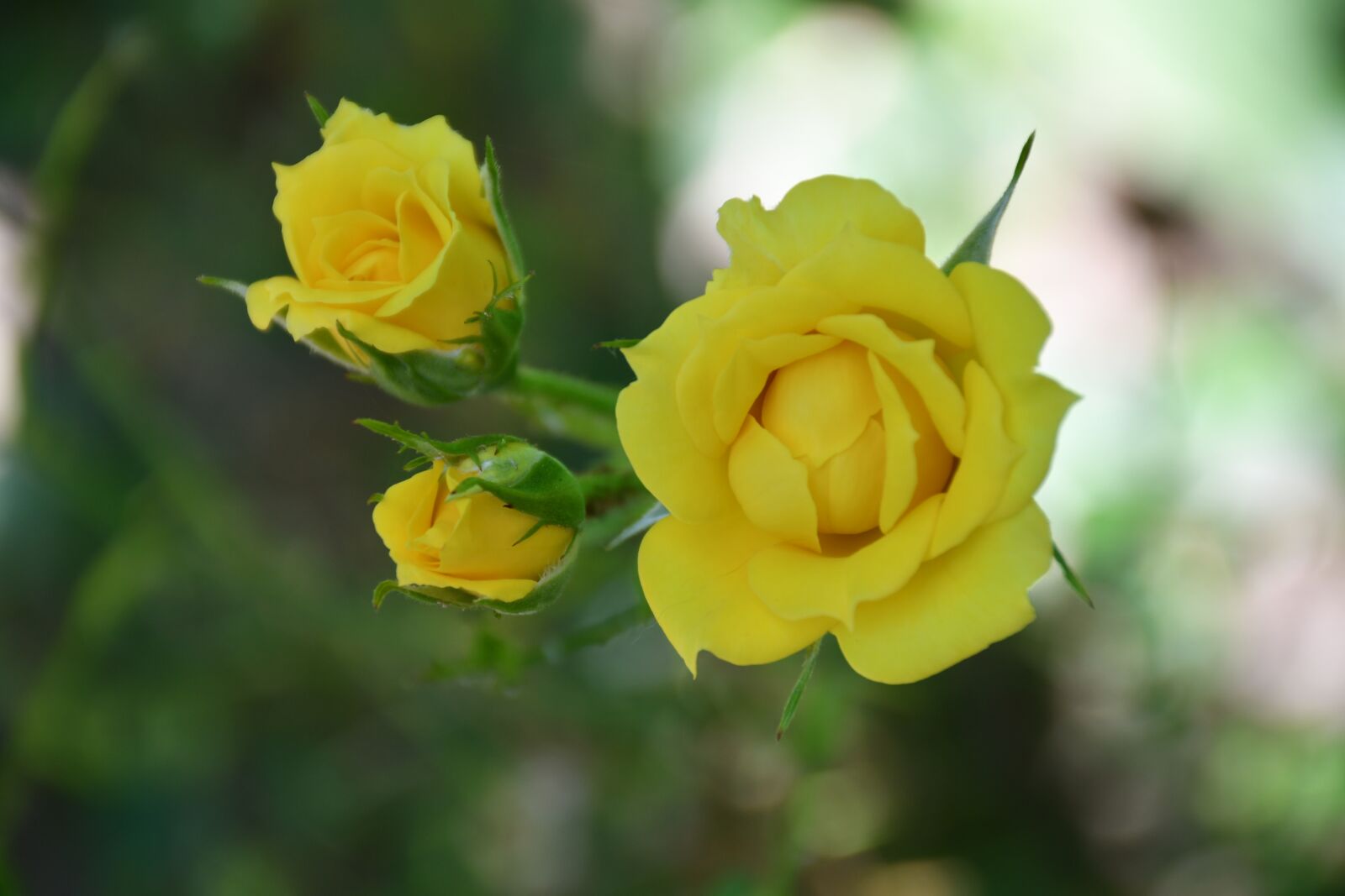 Nikon D7500 sample photo. Roses, yellow, flower photography