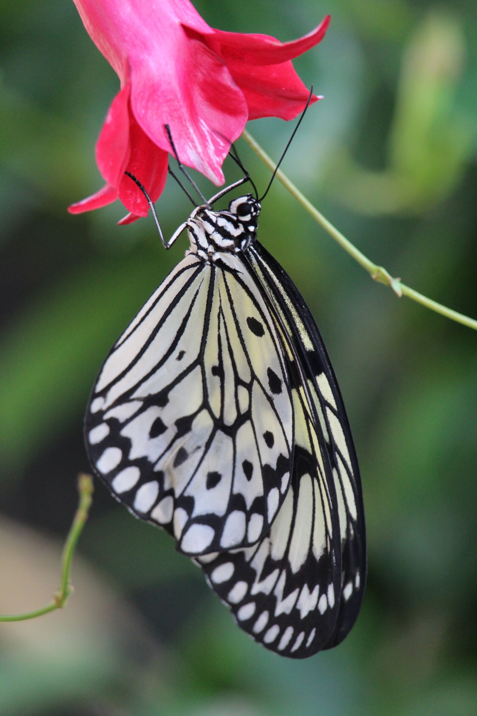 Canon EOS 1200D (EOS Rebel T5 / EOS Kiss X70 / EOS Hi) sample photo. Butterlfy, bug, wildlife photography