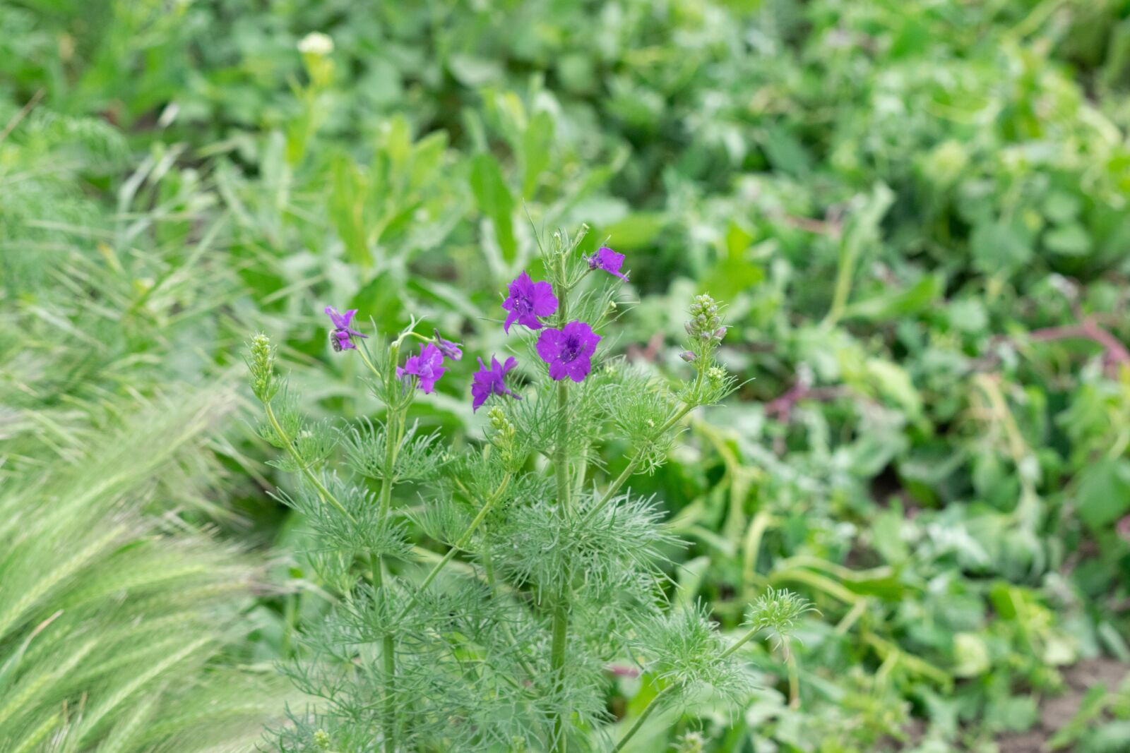 Nikon D3300 sample photo. Green, crow's-feet, nature photography