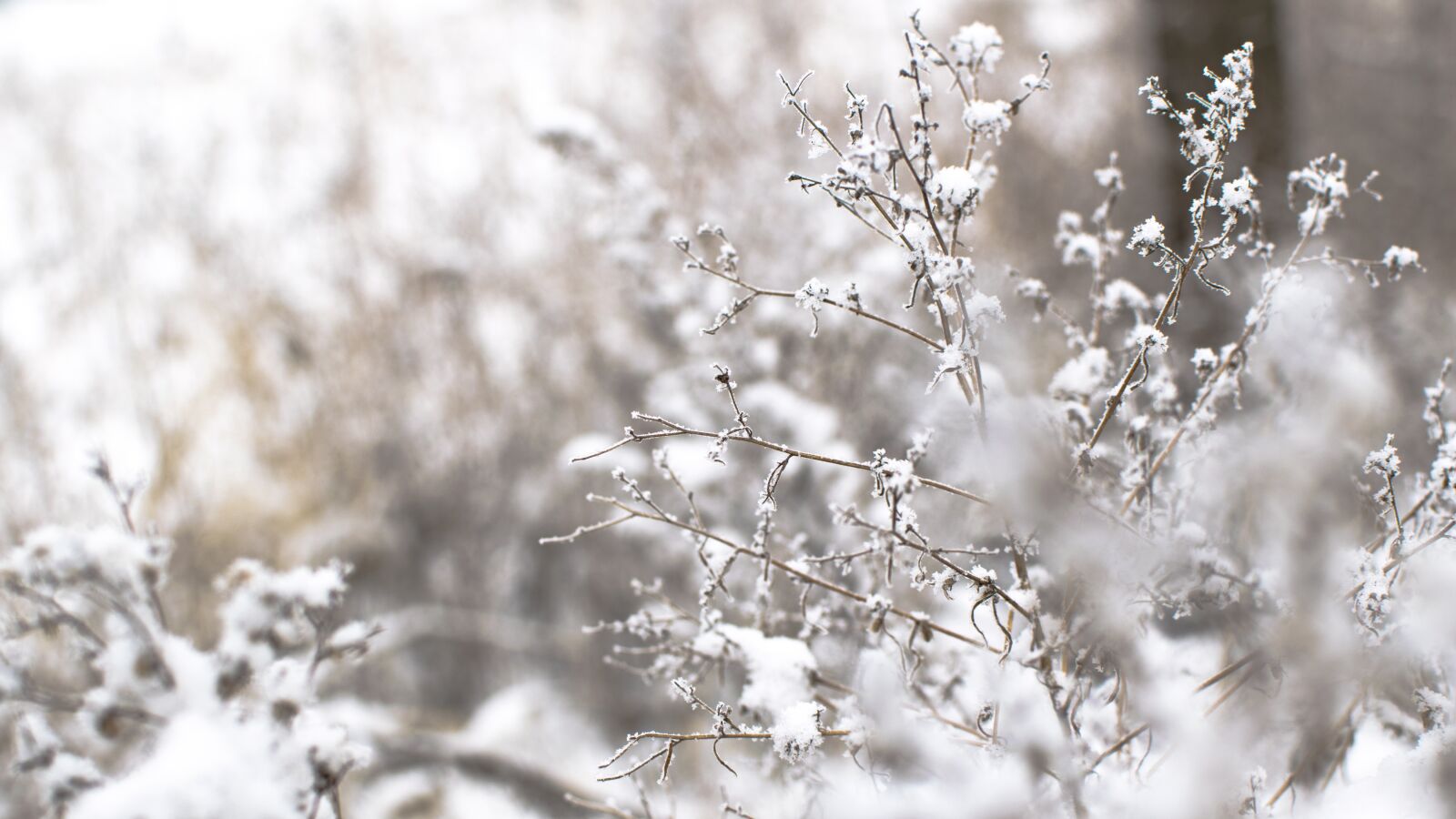 Nikon D5300 sample photo. Snow, winter, cold photography