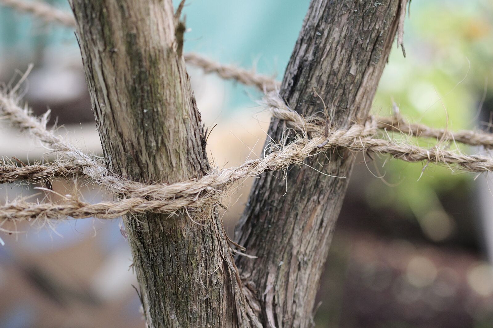 Canon EOS 700D (EOS Rebel T5i / EOS Kiss X7i) sample photo. Rope, knot, tree photography