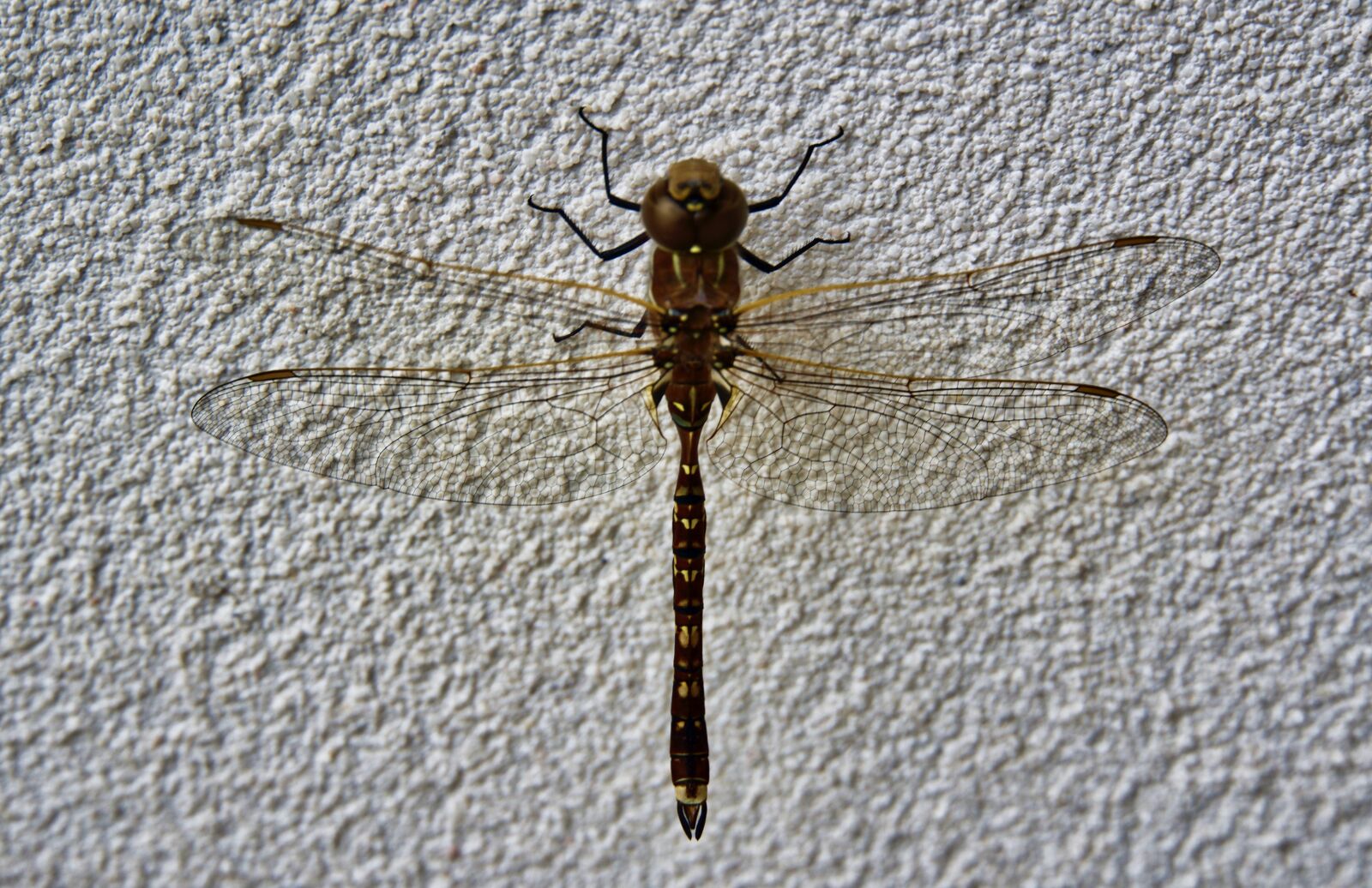 Sony E 18-135mm F3.5-5.6 OSS sample photo. Dragonfly, wings, insect photography