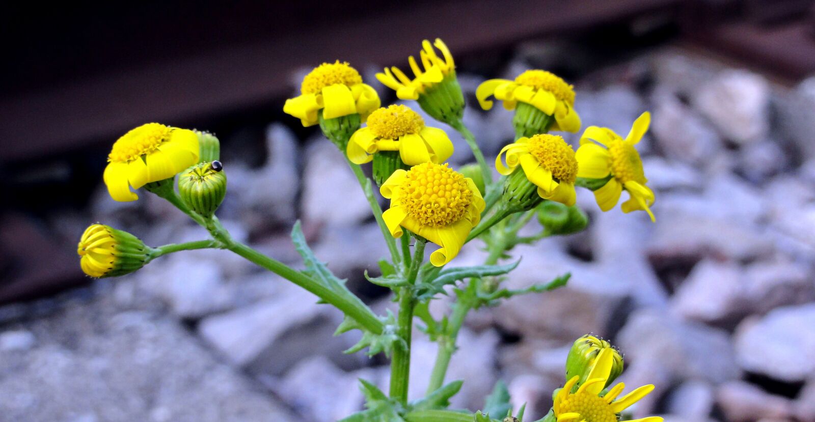 Sony DSC-HX5V sample photo. Flowers, flower, yellow photography