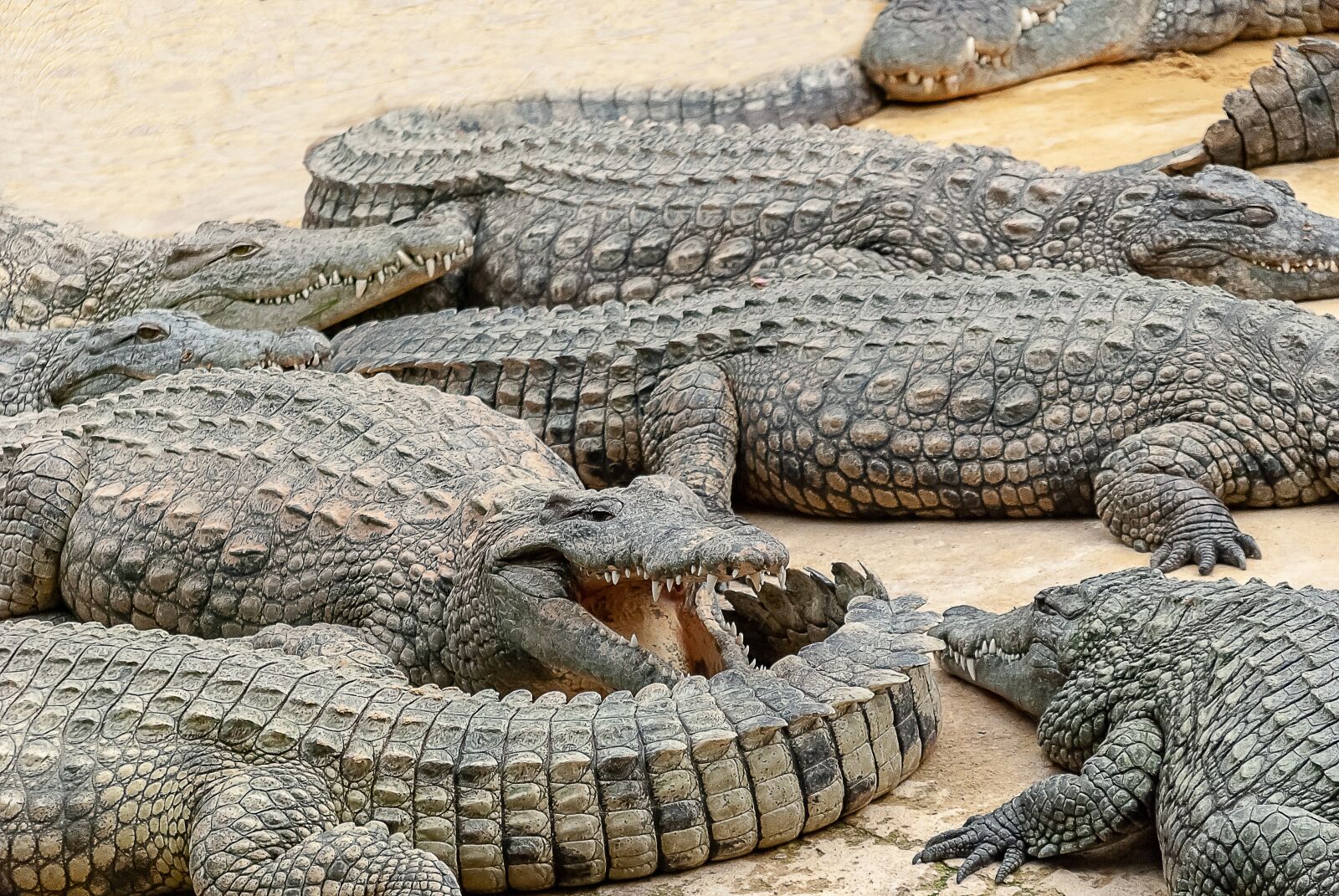 Nikon D80 sample photo. Crocodile, reptile, tortie photography