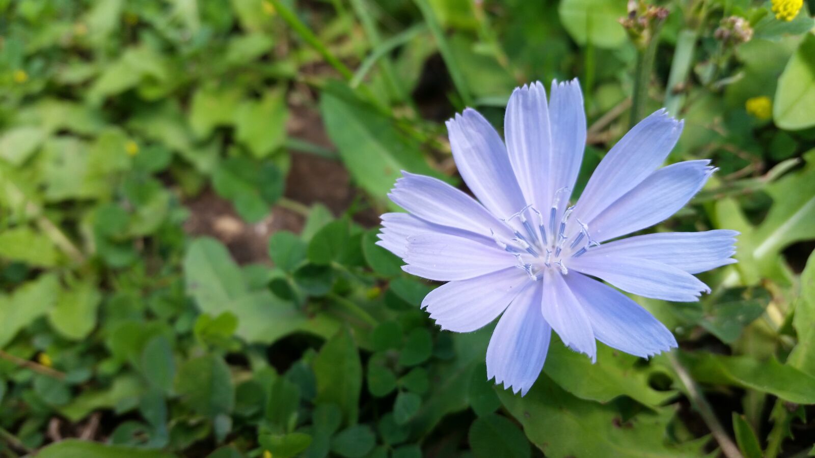 Samsung Galaxy S5 sample photo. Flower, nature, blue photography