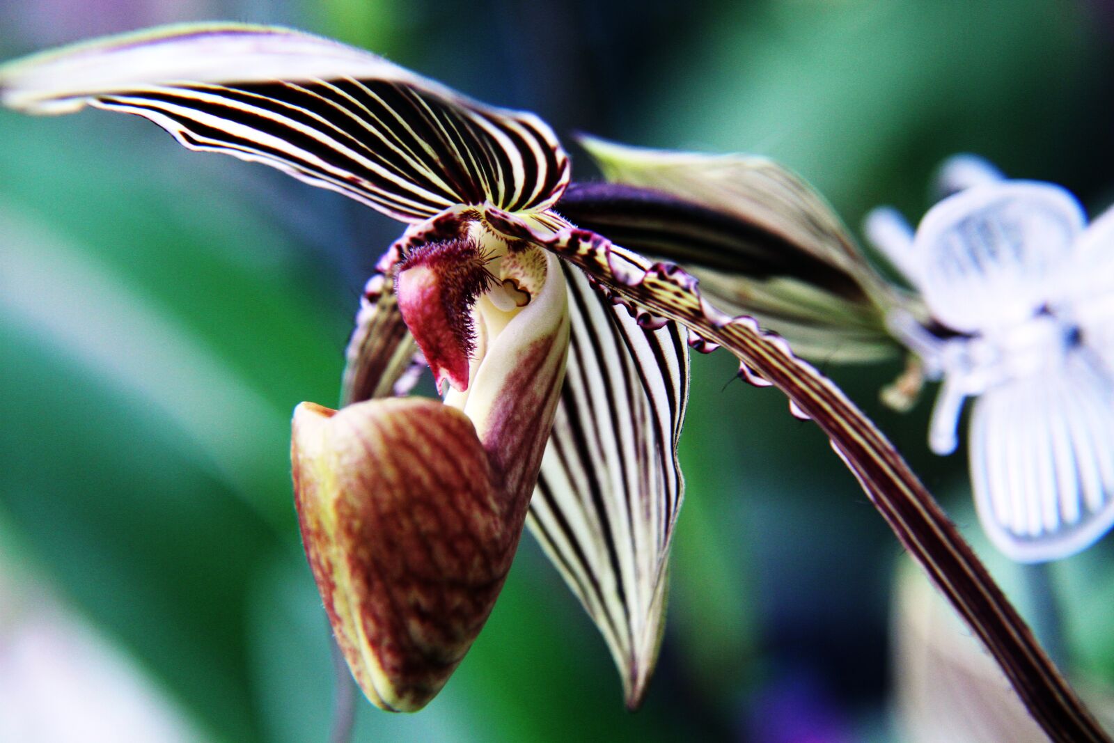 Canon EOS 7D sample photo. Orchid, pink, flower photography