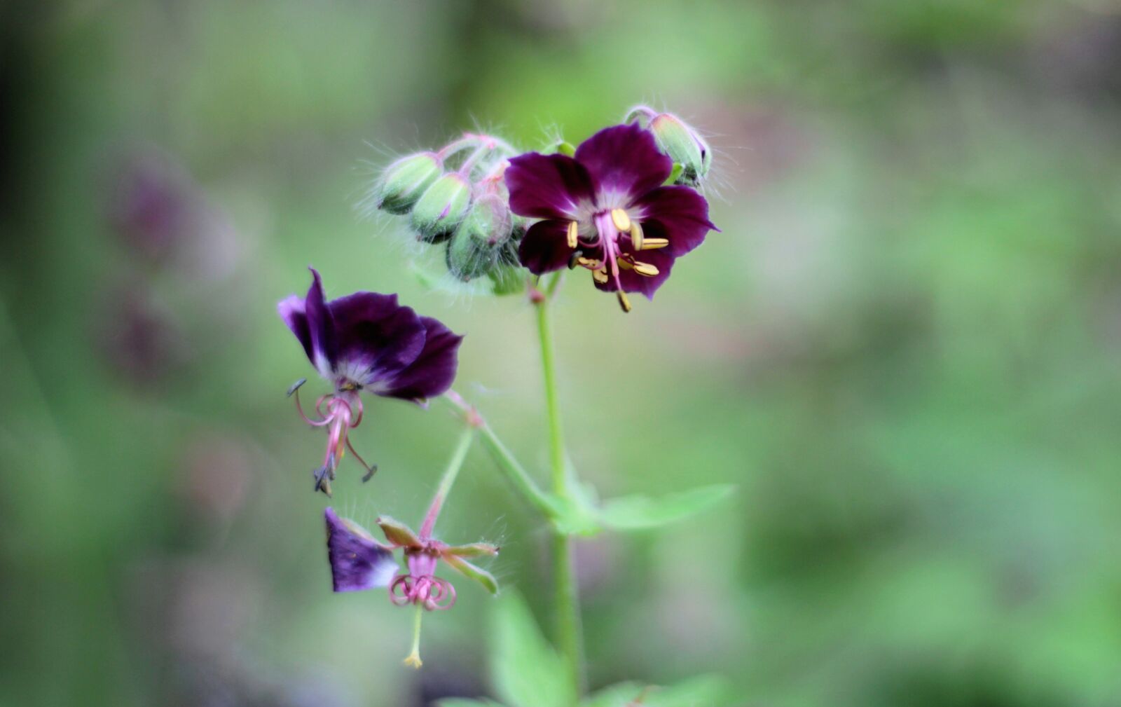 Canon EOS 600D (Rebel EOS T3i / EOS Kiss X5) + Canon EF 50mm F1.8 STM sample photo. Geranium phaeum, pelagonia, flowers photography