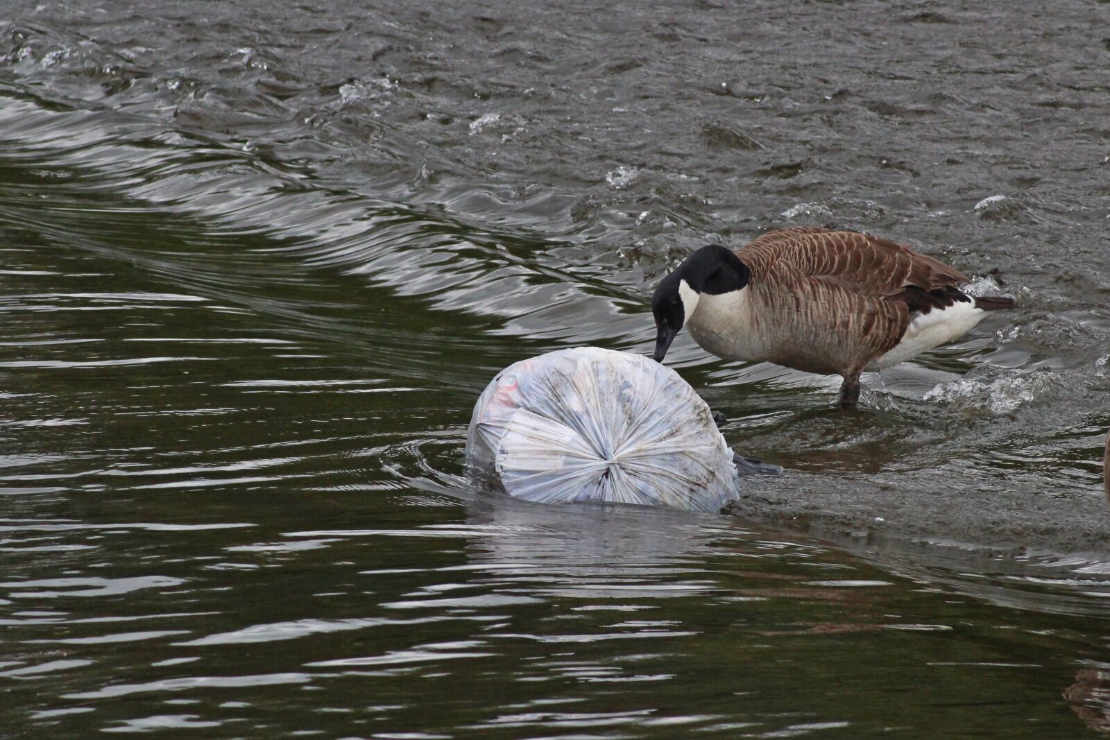 Canon EOS 1300D (EOS Rebel T6 / EOS Kiss X80) sample photo. Goose, pollution, plastic photography